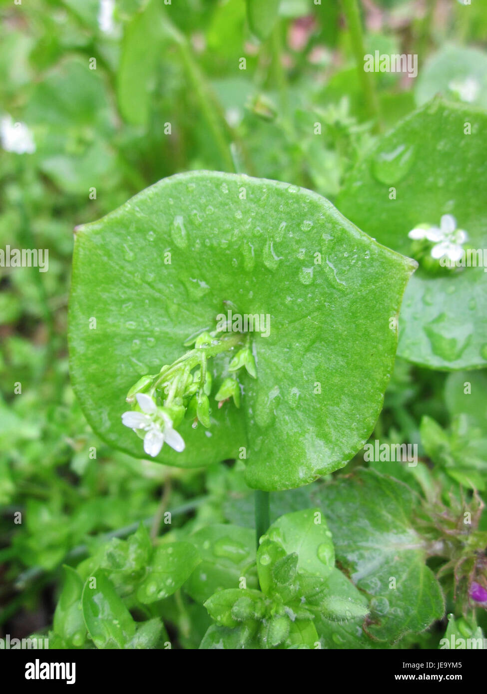 Ein Bild mit der Kubaspinat-Veranstaltung in Hockenheim vom 30. April 2013 auf dem Hockenheimring in Deutschland. Stockfoto