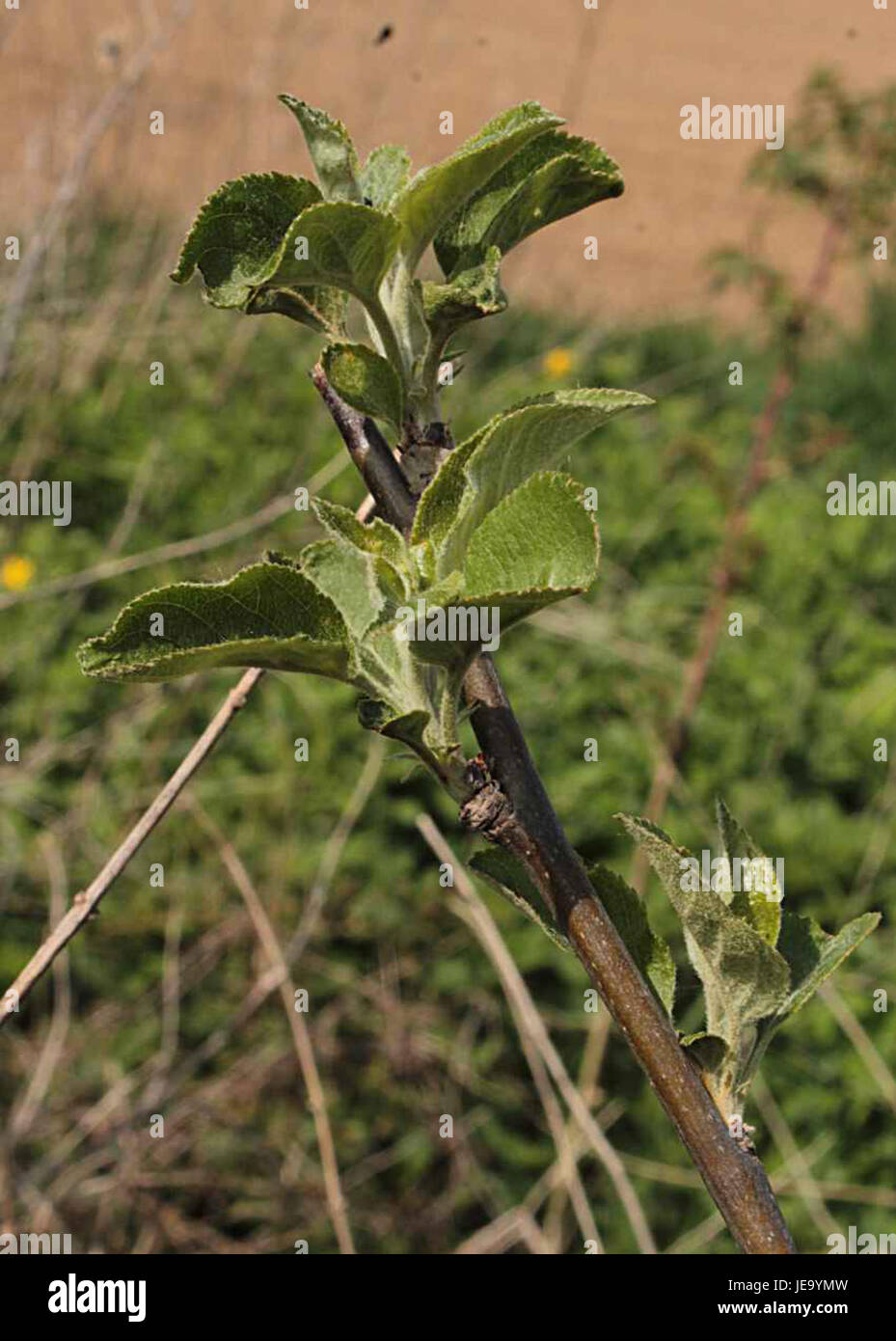Das Bild „12316u“ vom 1. Mai 2013 bleibt ein fotografisches Dokument ohne ein bestimmtes Thema im Titel. Es kann sich auf ein Ereignis, einen Ort oder eine Uhrzeit beziehen, aber der genaue Inhalt bleibt aufgrund des angegebenen Titels unklar. Stockfoto