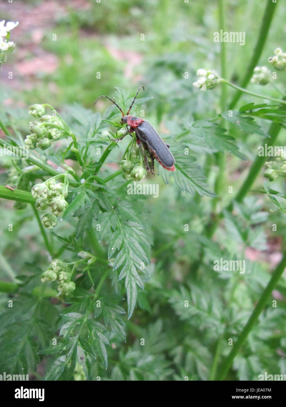 Chaerophyllum temulum, auch bekannt als rauer Kerbel, ist eine toxische Pflanzenart, die in Europa und Asien vorkommt. Sie hat fein geteilte Blätter und produziert kleine weiße Blüten. Häufig mit essbaren Arten wie Wildsilie verwechselt, kann es bei Einnahme zu schweren Vergiftungen führen. Stockfoto
