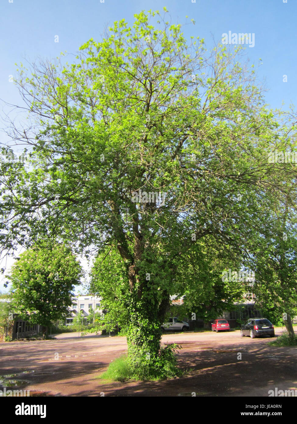 Der Maulbeerbaum in Saarbrücken, der am 18. Mai 2013 beobachtet wurde, ist ein bemerkenswerter Baum, der Teil der botanischen Geschichte der Region ist. Dieser Maulbeerbaum spielt eine Rolle in der lokalen Landwirtschaft und im Naturerbe und trägt zur regionalen Umwelt bei. Stockfoto