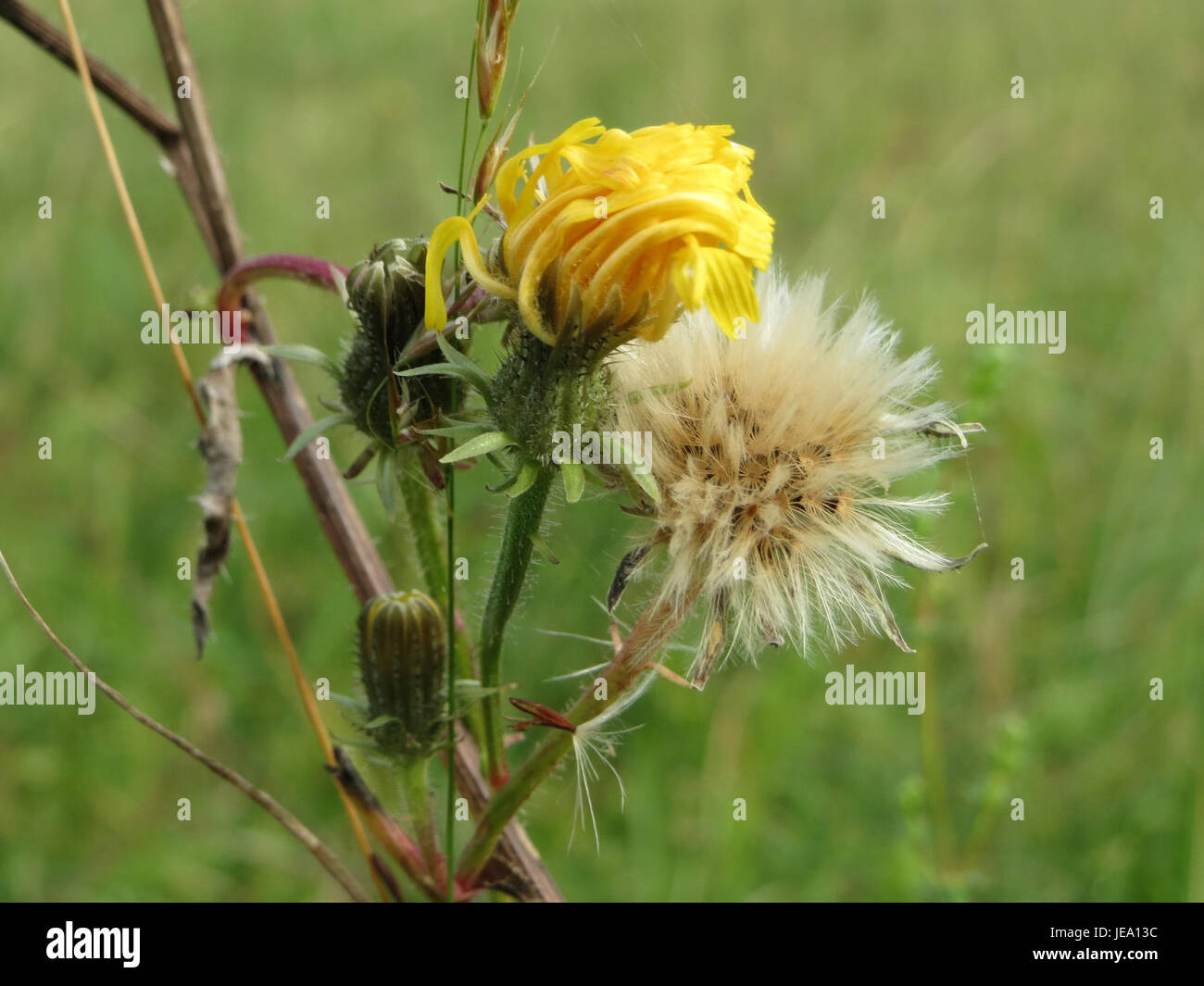 Crepis biennis, auch bekannt als der raue Karettbart, ist eine in Europa und Asien heimische Wildblumenart. Sie zeichnet sich durch ihre gelben, Gänseblümchen-ähnlichen Blüten aus und wächst auf Feldern und Wiesen. Stockfoto
