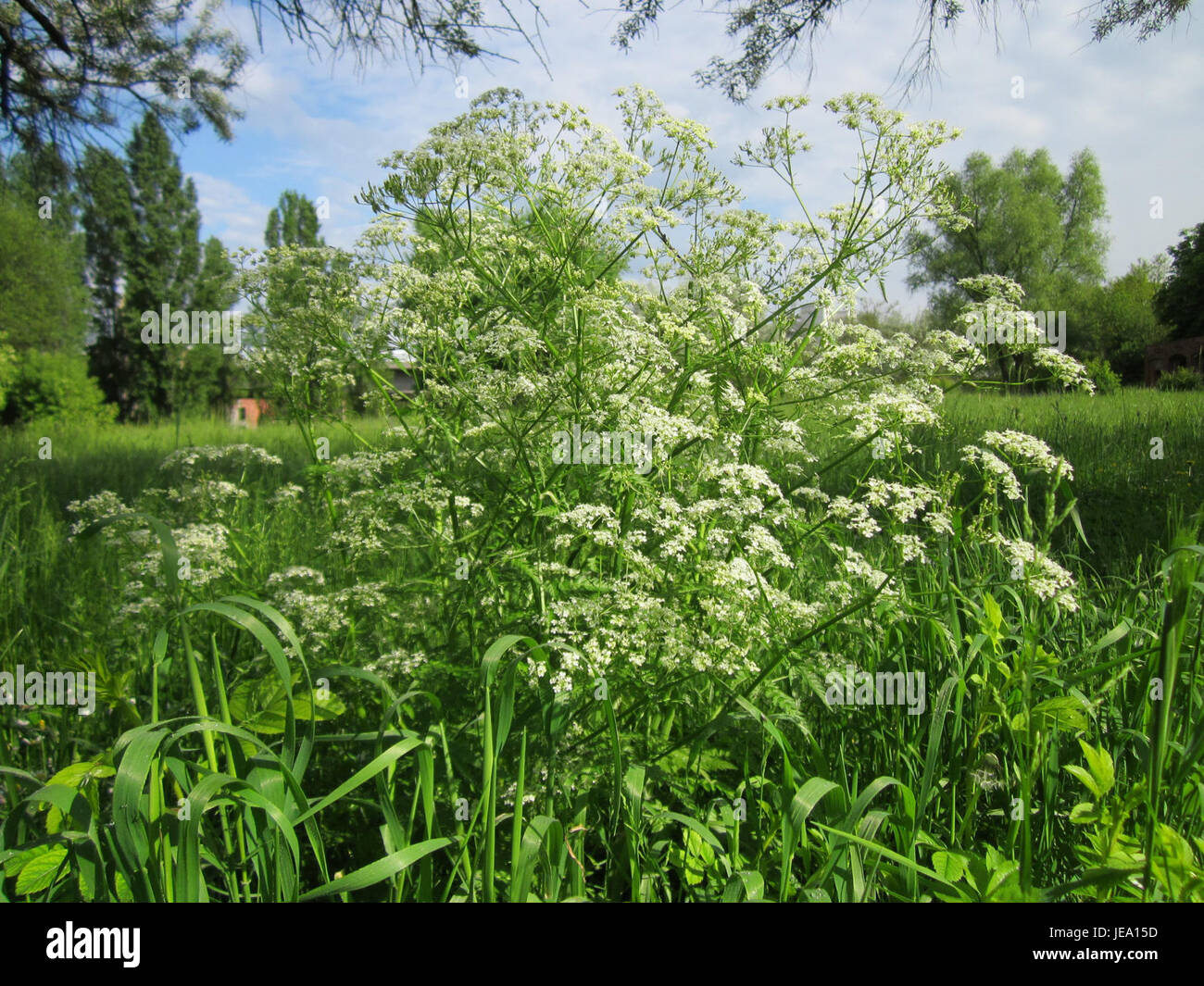 Chaerophyllum temulum, auch bekannt als toxische Petersilie, ist eine in Europa heimische Pflanzenart. Es ist für seine giftigen Eigenschaften bekannt, die bei Einnahme zu schweren Reaktionen führen können. Diese Pflanze ist wegen ihrer toxikologischen und ökologischen Eigenschaften in botanischen Studien wichtig. Stockfoto