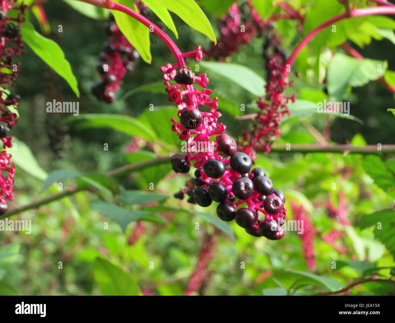 Phytolacca americana, auch bekannt als Pokeweed, ist eine mehrjährige Pflanze aus Nordamerika. Es hat dunkelviolette Beeren und große, grüne Blätter. Obwohl es giftig ist, wurde es in bestimmten Kulturen in der Volksmedizin eingesetzt. Stockfoto