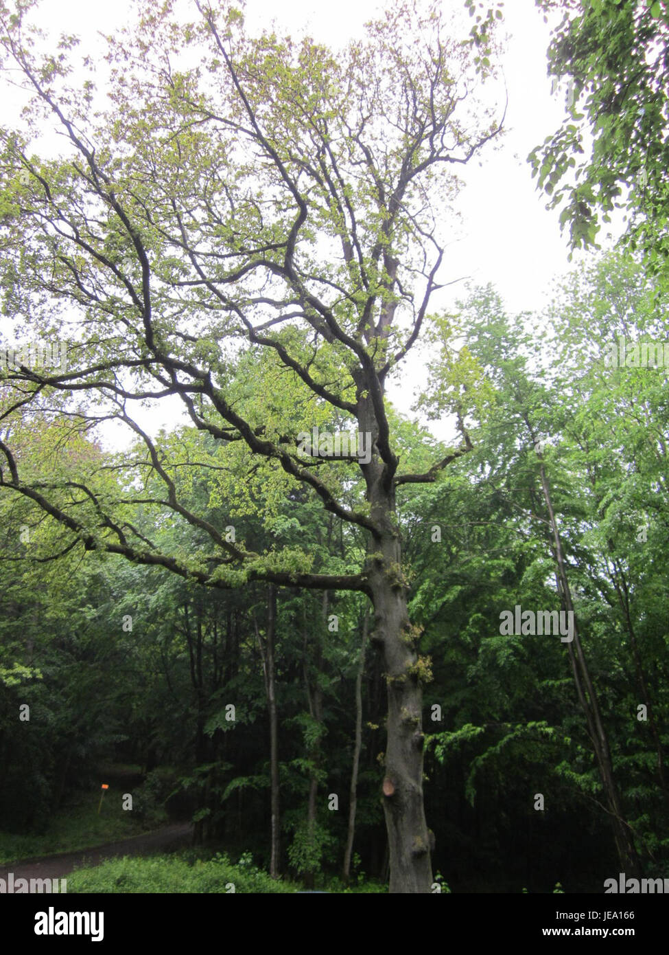 Die Eiche am Hexentanzplatz ist ein historischer Baum im Harz. Es ist bekannt für seine kulturelle Bedeutung und die Verbindung mit lokalen Legenden und Folklore. Stockfoto