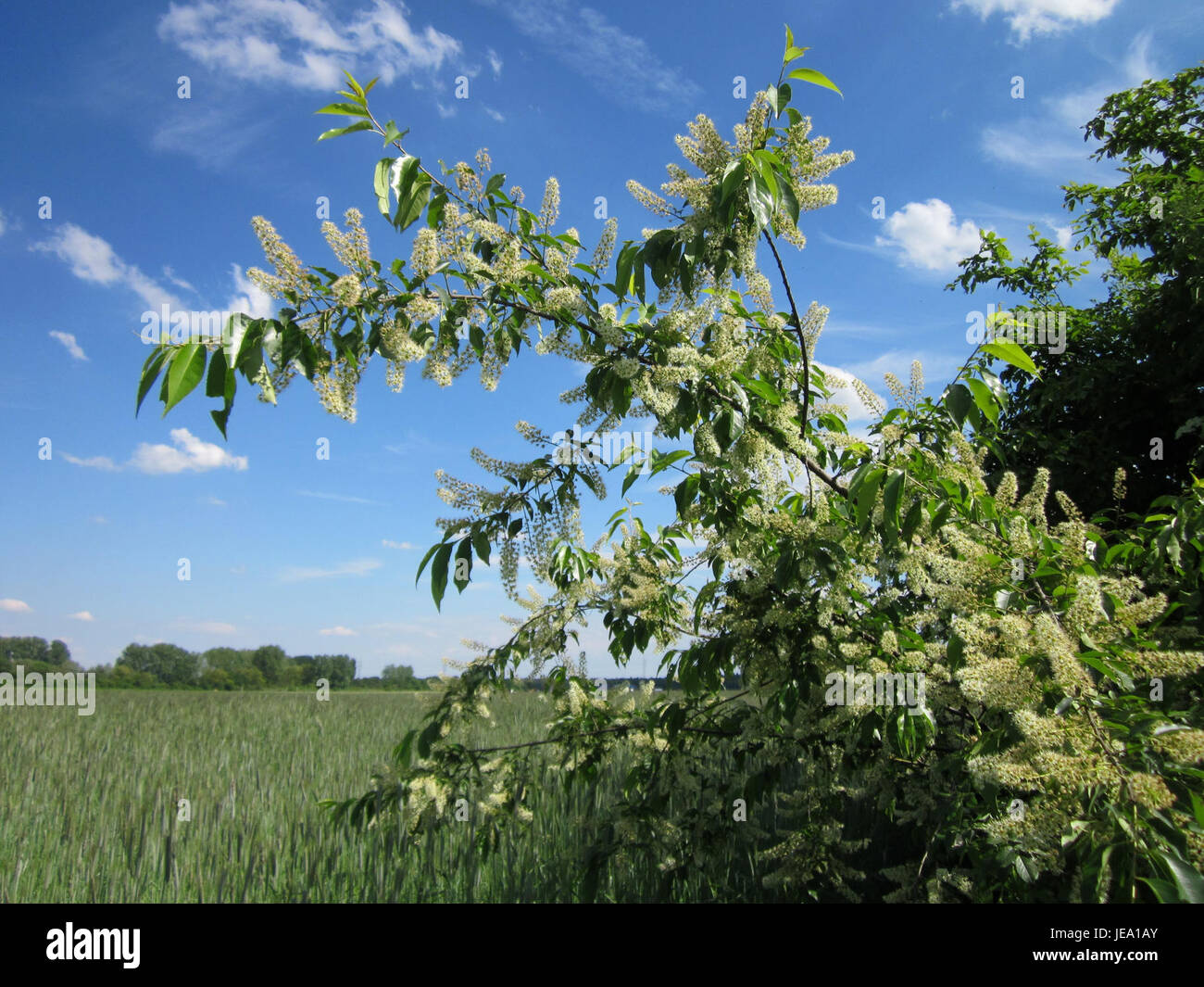Traubenkirsche in Reilingen, botanischer Bezug auf eine bestimmte Kirschsorte an diesem Ort, dargestellt in einer datierten Fotografie vom 28. Mai 2013. Stockfoto