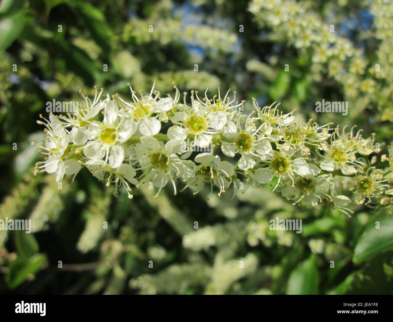 Die Traubenkirsche wurde am 28. Mai 2013 in Reilingen fotografiert. Diese Pflanzenart ist bekannt für ihre Haufen dunkelvioletter Beeren und ist in Nordamerika beheimatet. Stockfoto