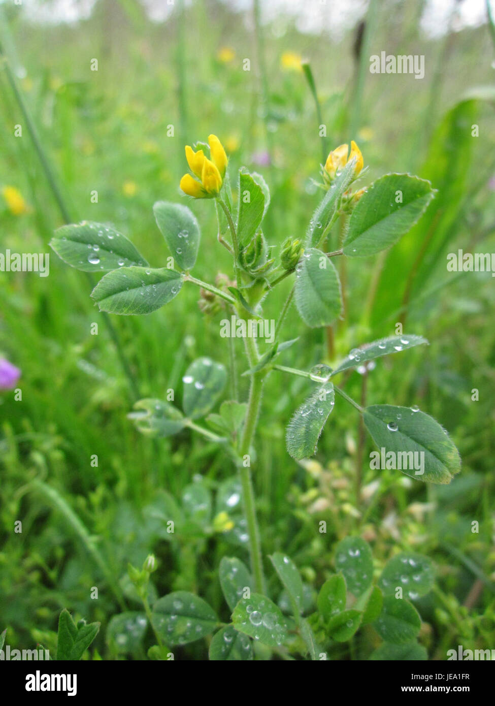 Medicago minima, auch bekannt als Liter Yellow Trefoil, ist eine kleine Leguminosenart, die in trockenen, sandigen Gebieten vorkommt. Sie zeichnet sich durch ihre kleinen gelben Blüten und dreiblättrigen Blätter aus, die typisch für die Familie der Hülsenfrüchte sind. Stockfoto