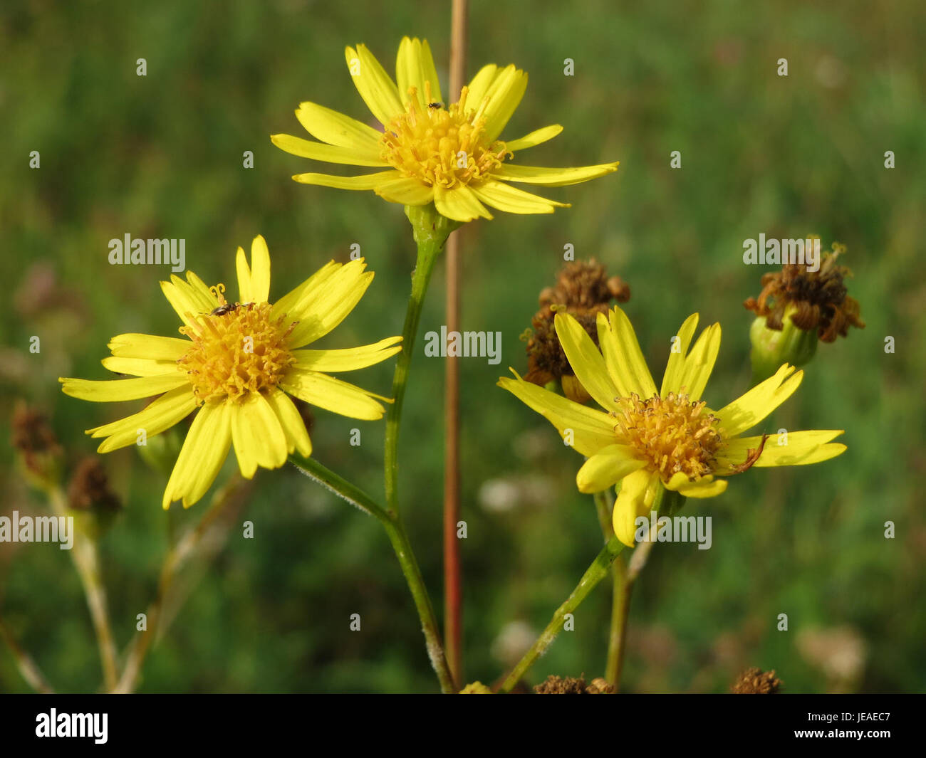 Jacobaea vulgaris, auch bekannt als Ragkraut, ist eine blühende Pflanze, die in Europa und Asien beheimatet ist. Er ist bekannt für seine gelben Blüten und toxischen Eigenschaften, die häufig auf Wiesen und Grasland vorkommen. Stockfoto