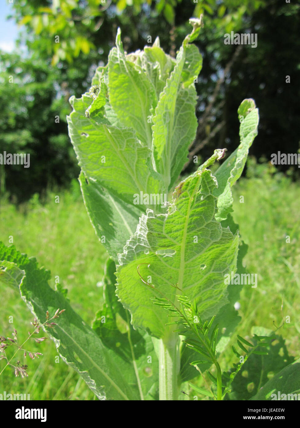 Koenigskerze, auch Verbascum thapsus genannt, ist eine zweijährige Pflanze, die in der Region Altlussheim vorkommt. Es ist bekannt für seine hohen gelben Blüten und seine medizinischen Eigenschaften. Die Pflanze wurde in der Volksmedizin bei Atemwegserkrankungen eingesetzt und hat eine lange Geschichte in der pflanzlichen Heilmittel. Stockfoto