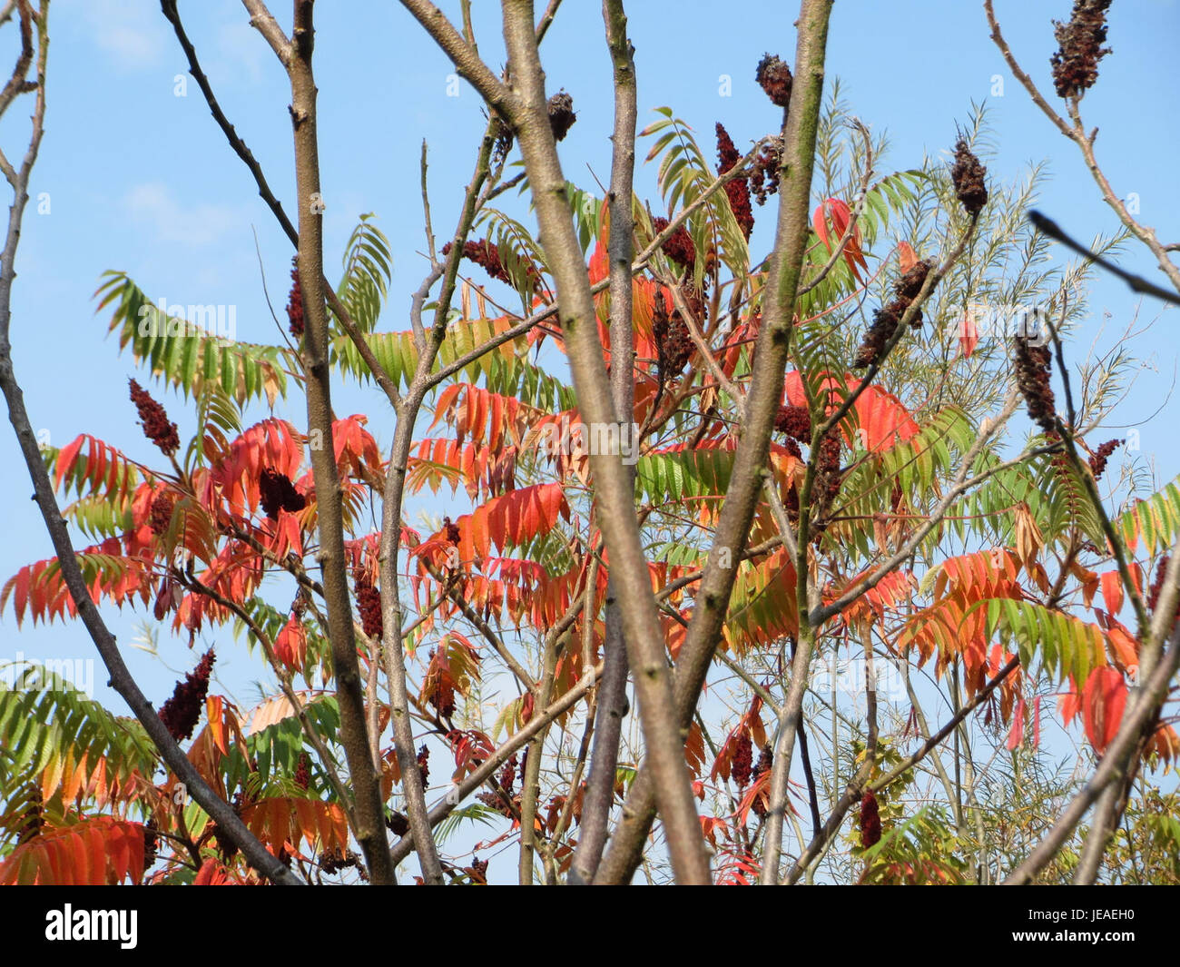 Rhus typhina, Staghornsumak, ist eine Baumart, die für ihre auffälligen roten Fruchtgruppen und gefiederten Blätter bekannt ist. Er stammt aus Nordamerika und wird oft für dekorative Zwecke in der Landschaftsgestaltung verwendet. Stockfoto Rhus typhina, Staghornsumak, ist eine Baumart, die für ihre auffälligen roten Fruchtgruppen und gefiederten Blätter bekannt ist. Er stammt aus Nordamerika und wird oft für dekorative Zwecke in der Landschaftsgestaltung verwendet. Stockfoto