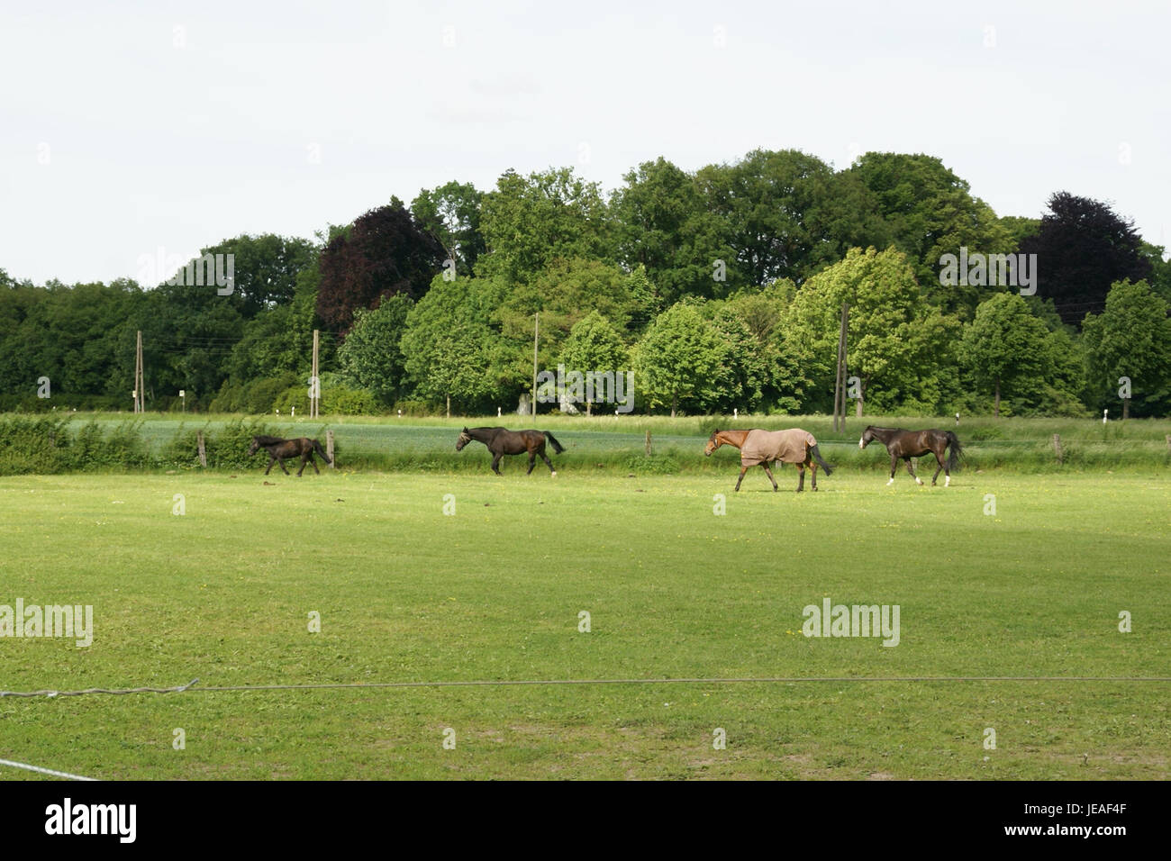 2013.06.02.160705 Pferde Gut Ruhhof Wesel Stockfoto