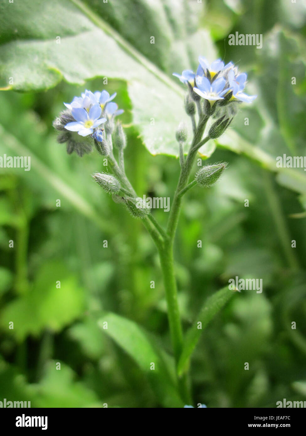 Vergissmeinnicht oder Vergissmeinnicht ist eine kleine, mehrjährige Blüte, die für ihre hellblauen Blütenblätter bekannt ist. Sie findet sich in verschiedenen gemäßigten Regionen und hat eine lange Geschichte in Gärten und Naturlandschaften. Die hier abgebildete Sorte, die in Hockenheim beobachtet wird, unterstreicht ihre Popularität als Gartenpflanze und Erinnerungssymbol. Stockfoto