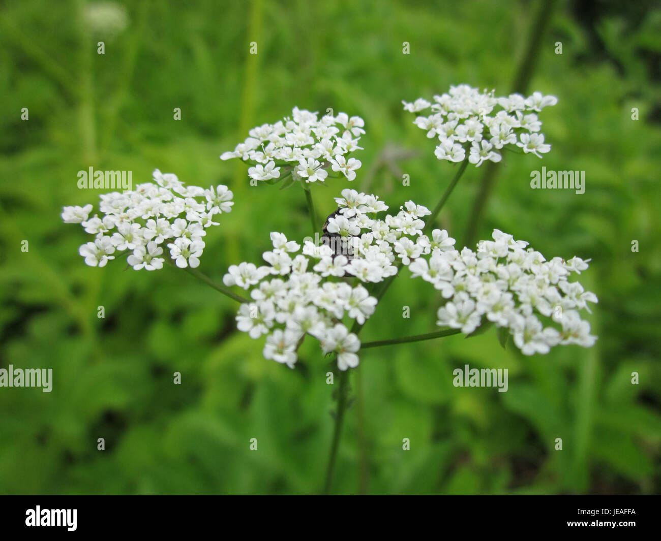 Chaerophyllum temulum, allgemein bekannt als Rough Chervil, eine Pflanzenart, die am 7. Juni 2013 beobachtet wurde. Diese Art ist bekannt für ihre toxischen Eigenschaften und ihre Ähnlichkeit mit anderen Pflanzen der Karottenfamilie. Stockfoto