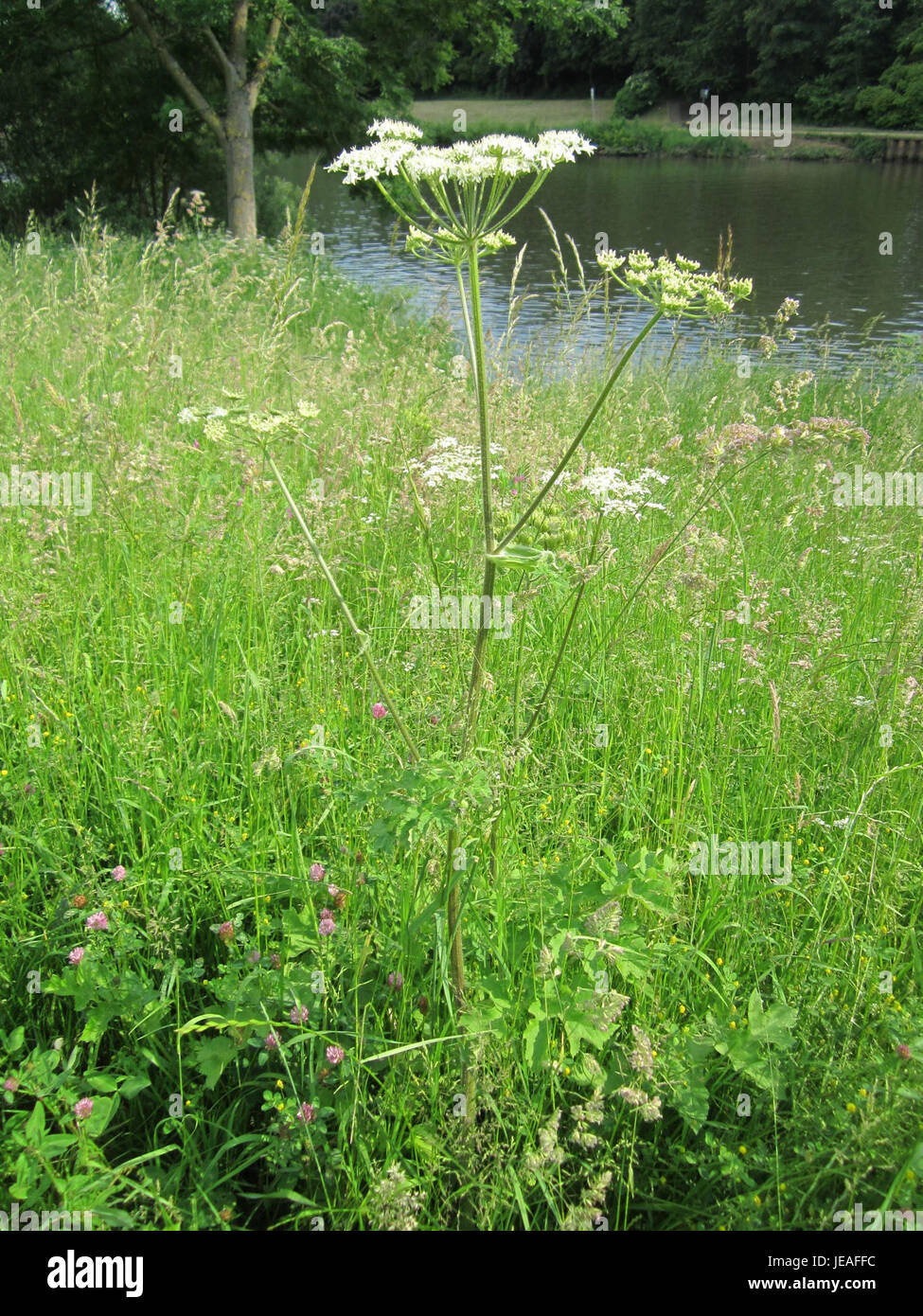 Diese Fotografie vom 7. Juni 2013 zeigt die Pflanze Baerenklau, auch Hogweed genannt, die in Saarbrücken wächst. Die Pflanze gehört zur Familie der Apiaceae und ist für ihre großen, schirmförmigen Blüten und toxischen Eigenschaften bekannt. Stockfoto