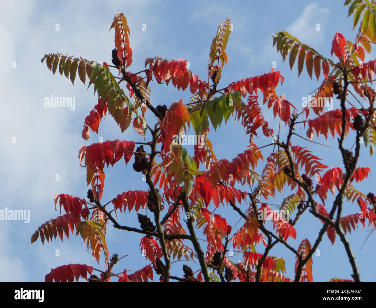 Rhus typhina, auch bekannt als Staghorn Sumac, ist ein in Nordamerika heimischer Sträucher. Diese Art wurde am 12. Oktober 2014 gefangen und ist bekannt für ihre roten, flauschigen Fruchtgruppen und ihr markantes Laub, was sie in Landschaften beliebt macht. Stockfoto Rhus typhina, auch bekannt als Staghorn Sumac, ist ein in Nordamerika heimischer Sträucher. Diese Art wurde am 12. Oktober 2014 gefangen und ist bekannt für ihre roten, flauschigen Fruchtgruppen und ihr markantes Laub, was sie in Landschaften beliebt macht. Stockfoto