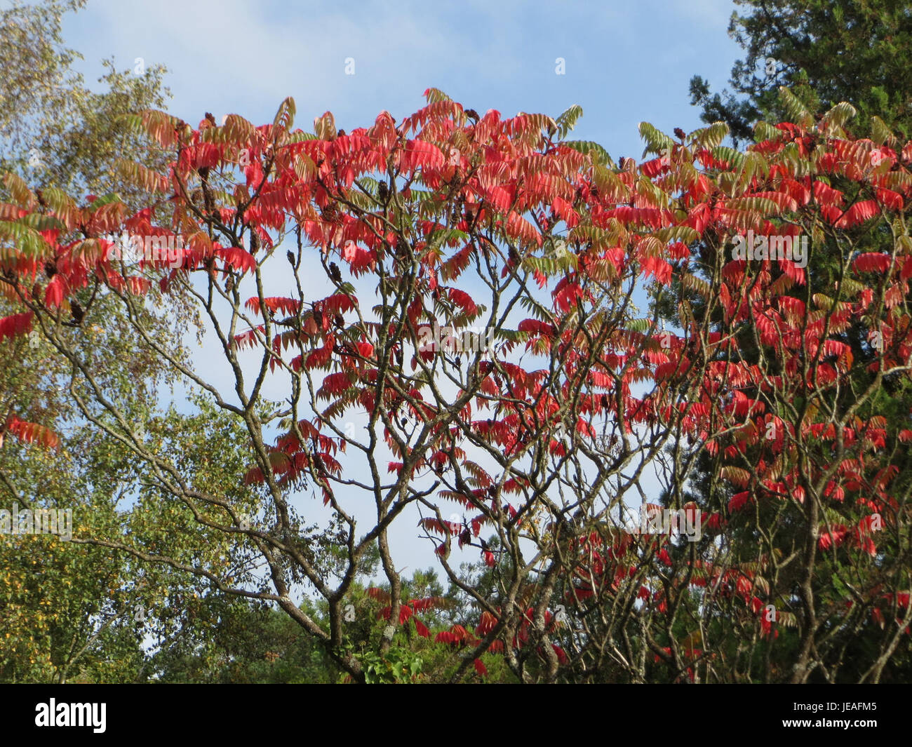 „Rhus typhina“, allgemein bekannt als Staghorn Sumac, ist ein Laubstrauch, der hier am 12. Oktober 2014 gezeigt wird. Die Pflanze ist bekannt für ihre einzigartigen roten Beeren und leuchtenden Herbstfarben. Stockfoto „Rhus typhina“, allgemein bekannt als Staghorn Sumac, ist ein Laubstrauch, der hier am 12. Oktober 2014 gezeigt wird. Die Pflanze ist bekannt für ihre einzigartigen roten Beeren und leuchtenden Herbstfarben. Stockfoto
