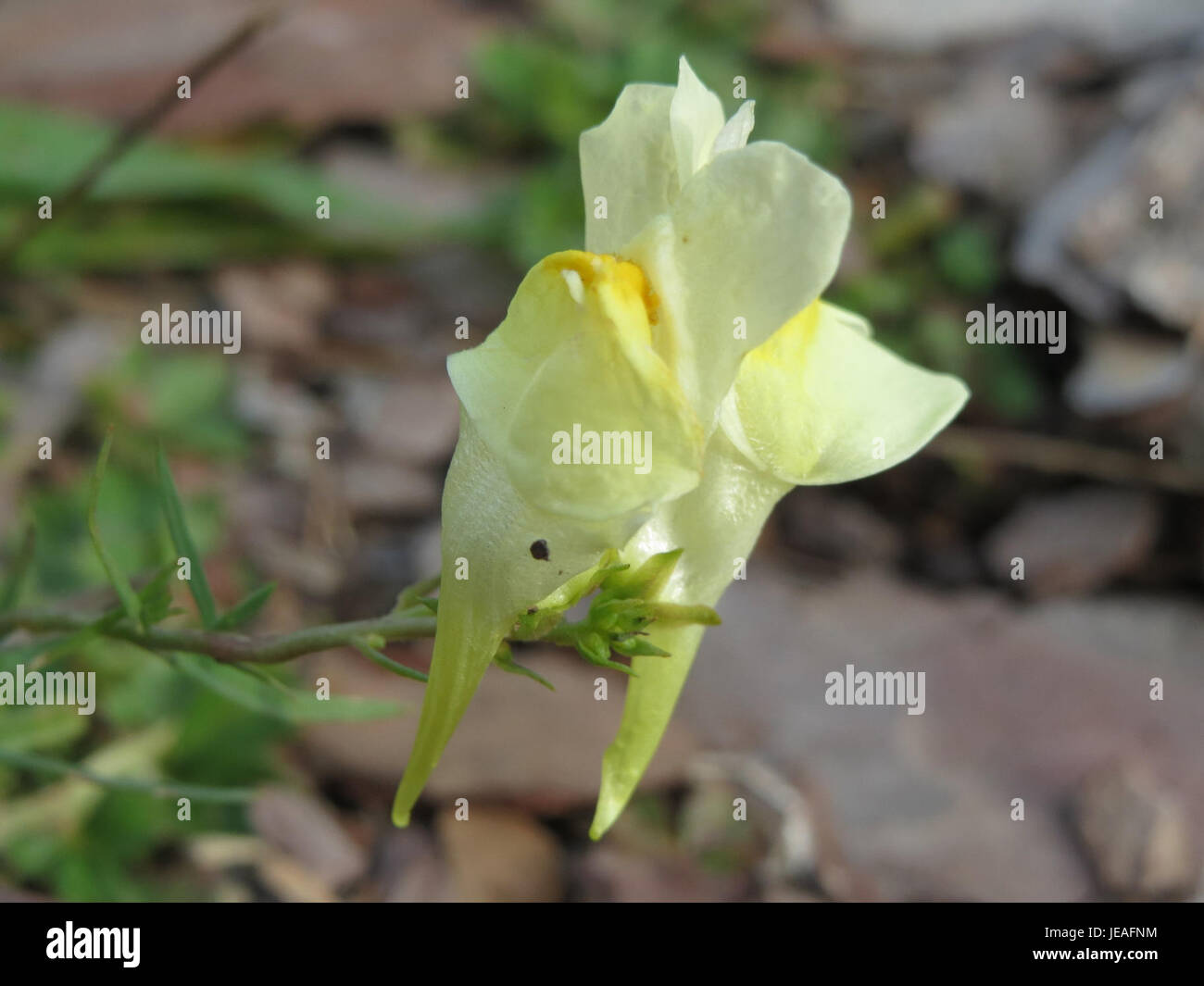 Linaria vulgaris, auch bekannt als gelbe toadflax, ist eine blühende Pflanzenart, die in Europa und Asien beheimatet ist. Bekannt für seine hellgelben Blüten, gedeiht er auf trockenen, sandigen Böden und findet sich häufig in Grasland und Straßenrändern. Stockfoto