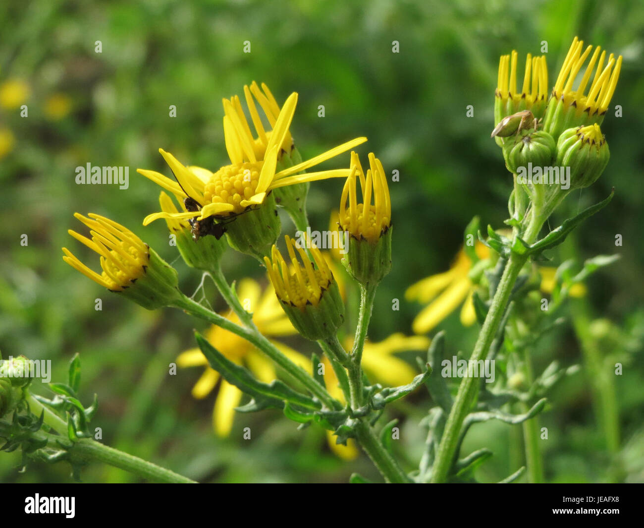 Jacobaea vulgaris, allgemein bekannt als Ragkraut, ist eine blühende Pflanzenart, die in Europa vorkommt. Bekannt für seine hellgelben Blüten, kann es giftig für Vieh sein, wenn es verschluckt wird. Stockfoto