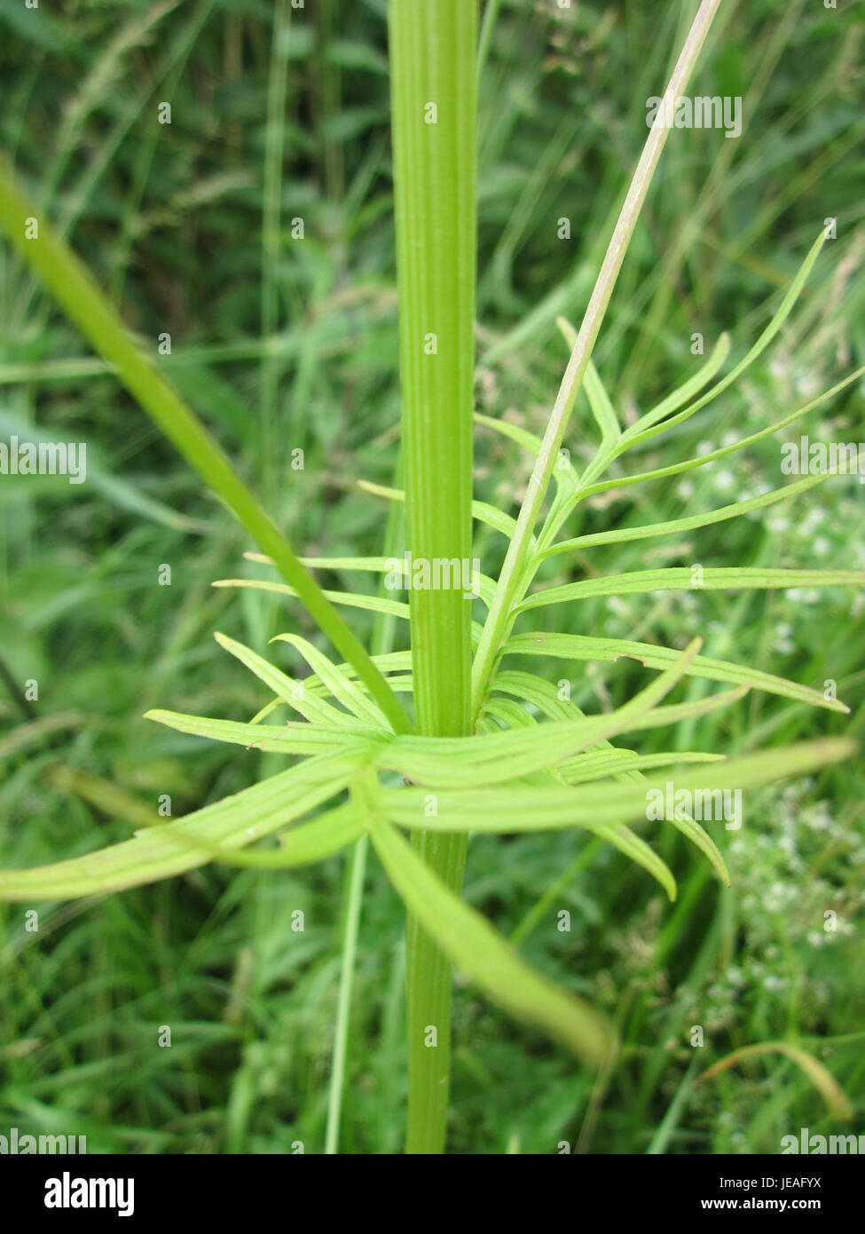 Baldrian Kotlachgraben514 ist eine botanische Referenz, die wahrscheinlich eine bestimmte Valerianart (Valeriana) beschreibt, die im Kotlachgraben gefunden wurde. Die Pflanze ist bekannt für ihre medizinischen Eigenschaften, insbesondere bei der Unterstützung von Schlaf- und Angstminderung, die häufig in der pflanzlichen Medizin verwendet wird. Stockfoto