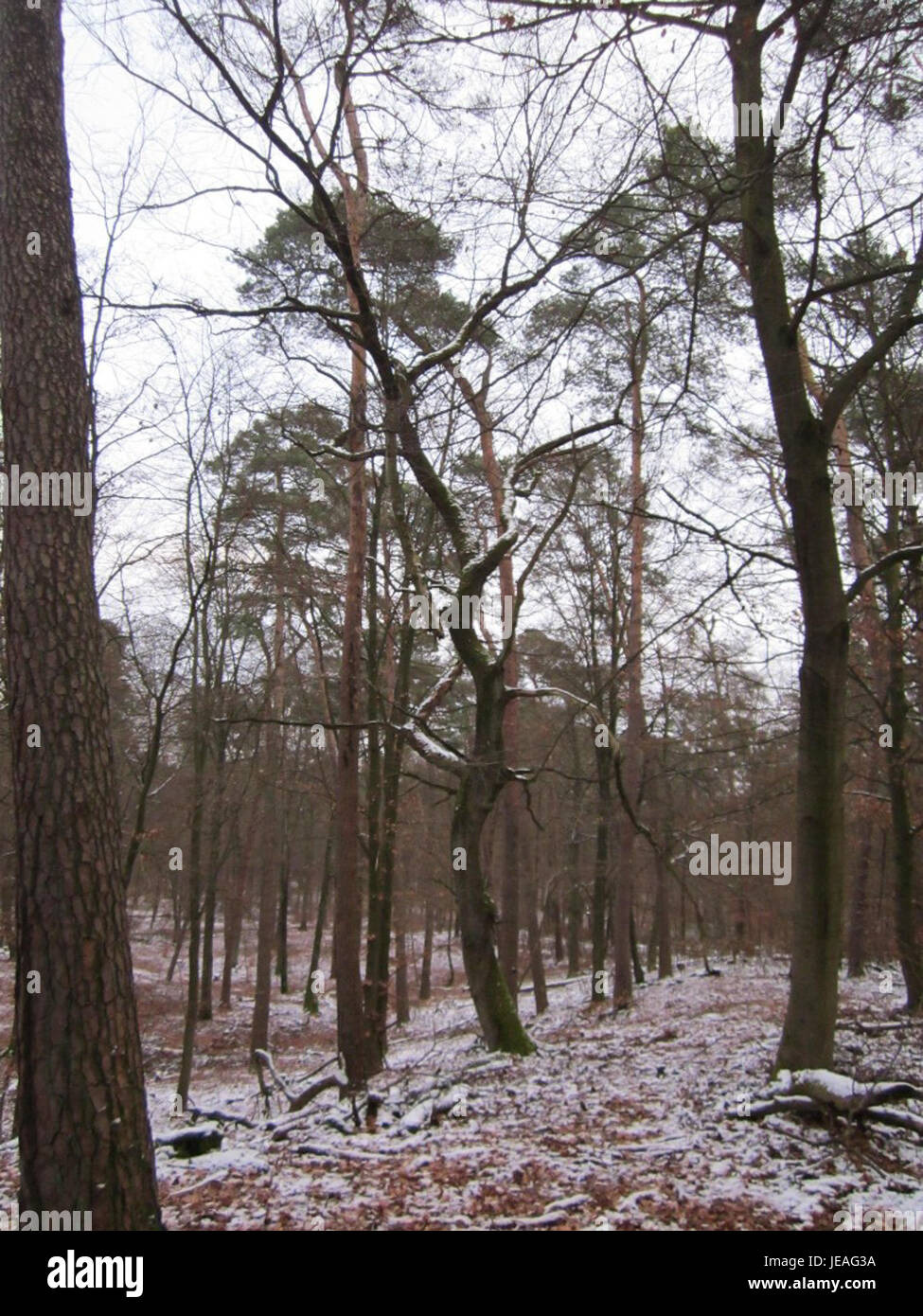 Das Bild mit dem Titel „hoher Stein“ fängt eine zerklüftete Steinformation in einer natürlichen Landschaft ein. Der Felsvorsprung wird von umliegendem Grün umrahmt und zeigt die Schönheit der natürlichen Umgebung und ihre geologischen Besonderheiten. Stockfoto