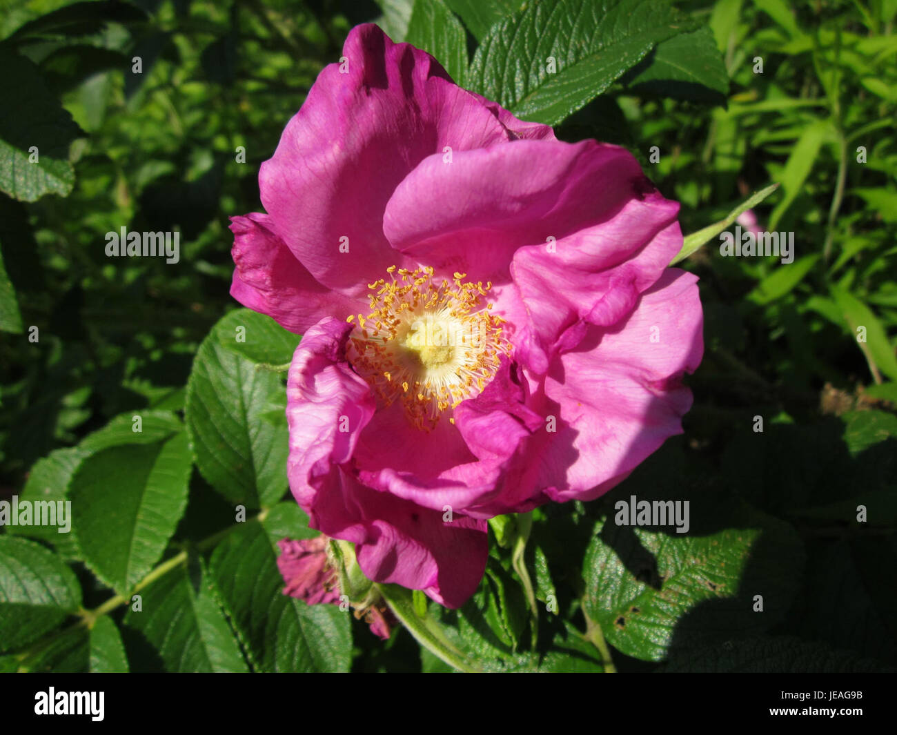 Die Rose Schwetzinger Hardt bezieht sich auf eine bestimmte Rosensorte, die in der Schwetzinger Hardt angebaut wird, einer Region in Deutschland, die für ihre Gartenbaugeschichte bekannt ist. Die Gegend ist bekannt für ihre botanischen Gärten und den Rosenanbau, der zum blumenreichen Erbe Deutschlands beiträgt. Stockfoto