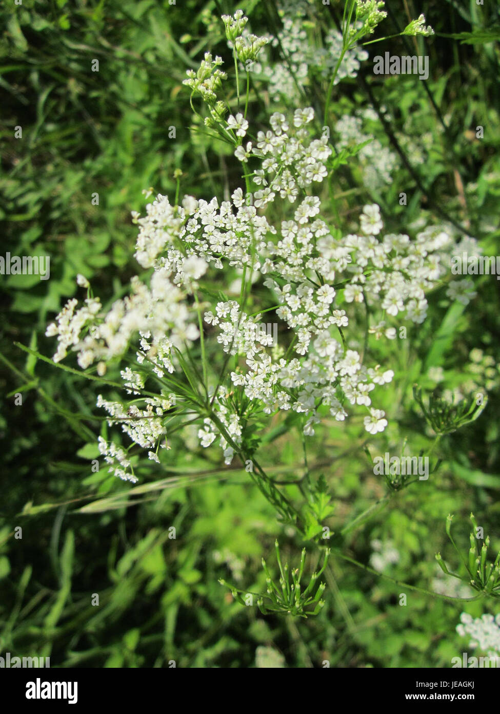 Chaerophyllum temulum, auch bekannt als NarrenPetersilie, ist eine Pflanzenart aus der Familie der Karotten. Es kommt häufig in Grünland vor und ist bekannt für seine toxischen Eigenschaften, die bei der Einnahme schädlich sein können. Stockfoto