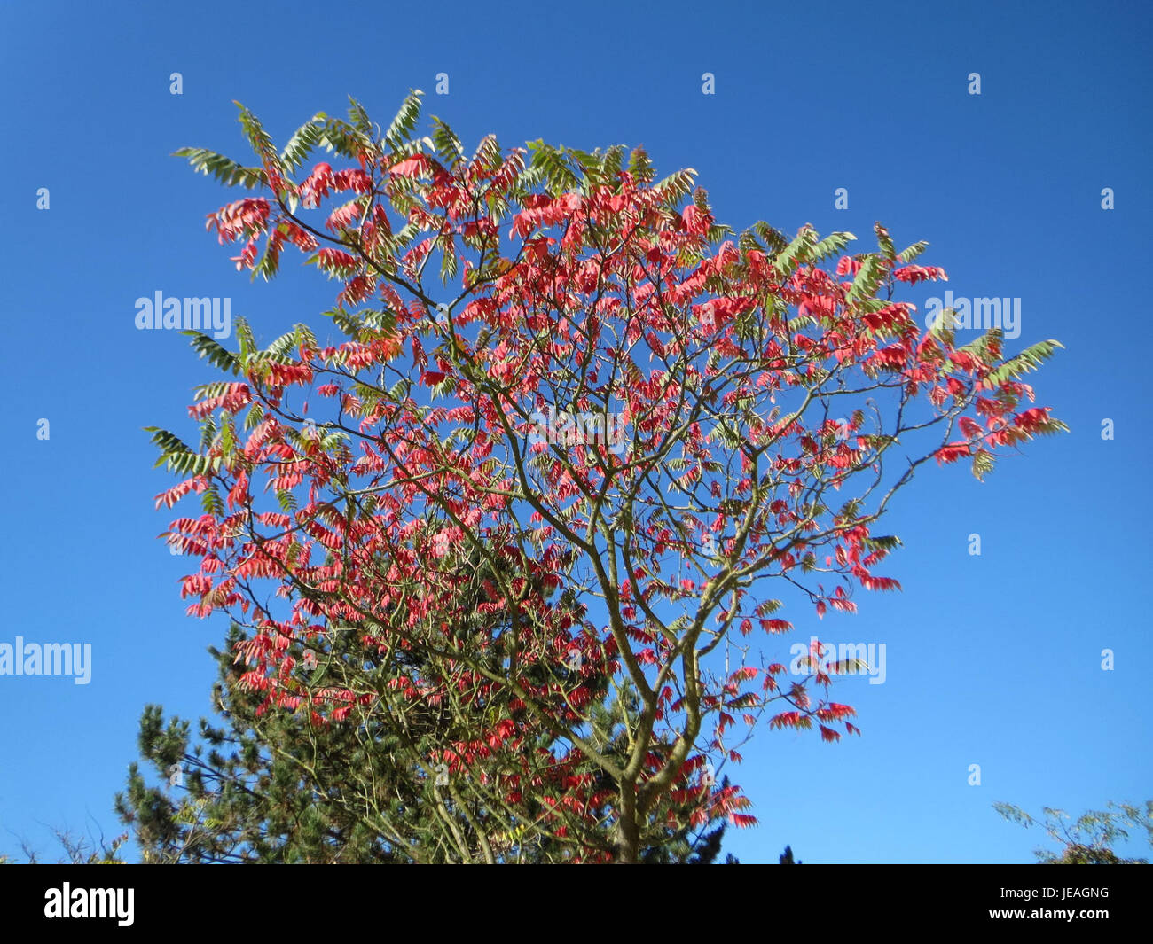 Rhus typhina, auch bekannt als Staghorn Sumac, ist ein in Nordamerika heimischer Laubstrauch. Er hat rote, behaarte Früchte und große, gezackte Blätter, die normalerweise in Gruppen wachsen. Die Pflanze wird zu Zierzwecken und in der traditionellen Medizin verwendet. Stockfoto Rhus typhina, auch bekannt als Staghorn Sumac, ist ein in Nordamerika heimischer Laubstrauch. Er hat rote, behaarte Früchte und große, gezackte Blätter, die normalerweise in Gruppen wachsen. Die Pflanze wird zu Zierzwecken und in der traditionellen Medizin verwendet. Stockfoto