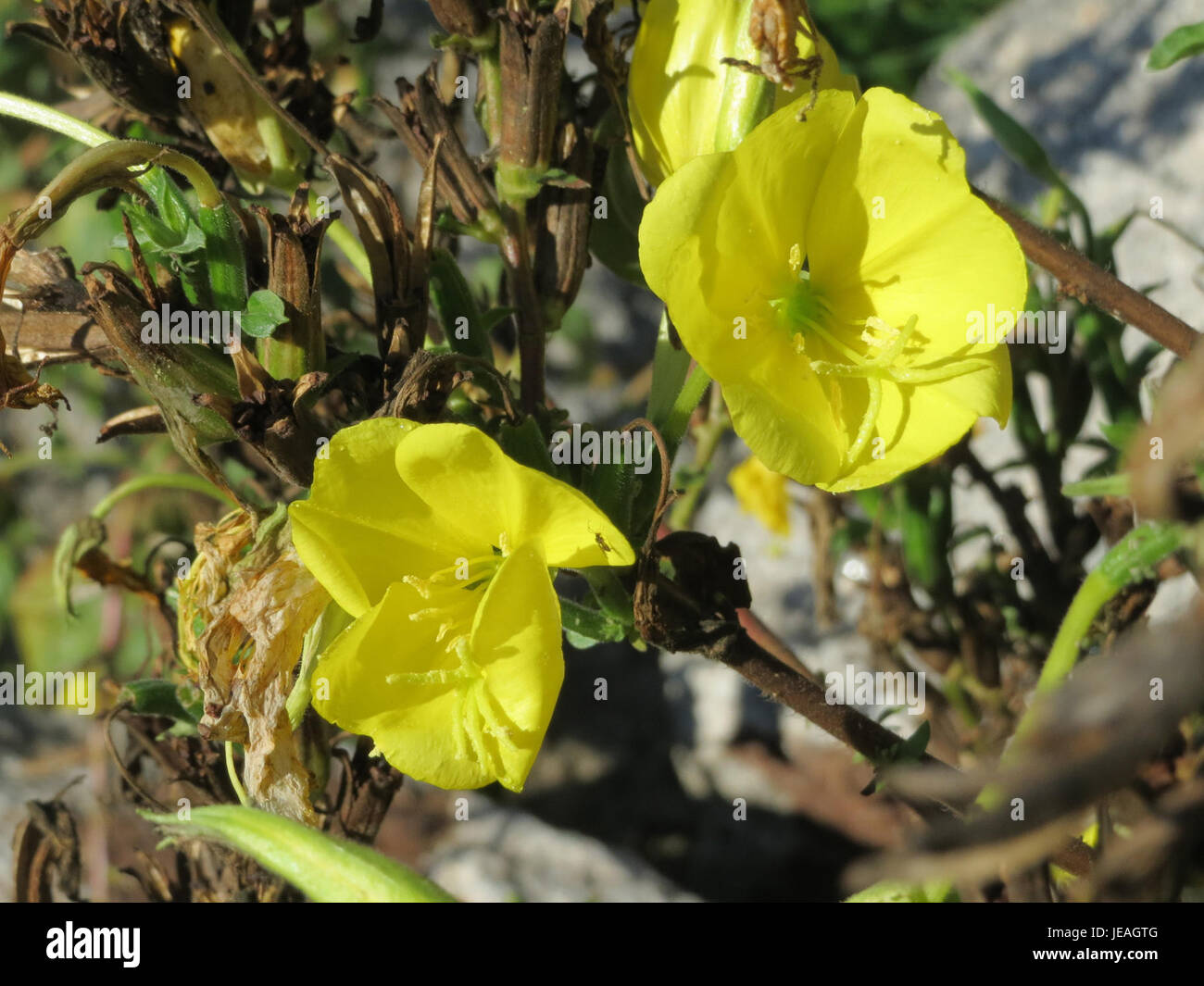Oenothera biennis, auch als Nachtkerze bekannt, ist eine mehrjährige Pflanze, die in Nordamerika beheimatet ist. Es hat gelbe Blüten, die am Abend blühen und Bestäuber wie Motten anziehen. Die Pflanze ist bekannt für ihre Samen, die zur Extraktion von Öl verwendet werden, das reich an Gamma-Linolensäure (GLA) ist und häufig in Nahrungsergänzungsmitteln und Hautpflegeprodukten verwendet wird. Stockfoto