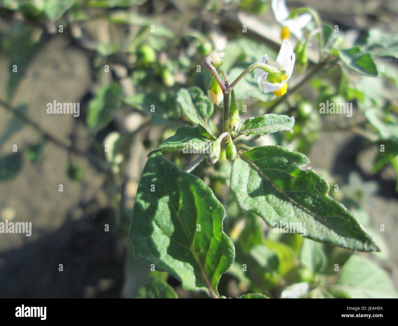Solanum nigrum, auch bekannt als schwarzer Nachtschatten, ist eine in Europa und Asien heimische Pflanzenart. Sie zeichnet sich durch ihre kleinen weißen Blüten und dunklen Beeren aus. Während die Pflanze giftig ist, wenn sie in großen Mengen konsumiert wird, wurde sie historisch in der traditionellen Medizin verwendet. Stockfoto
