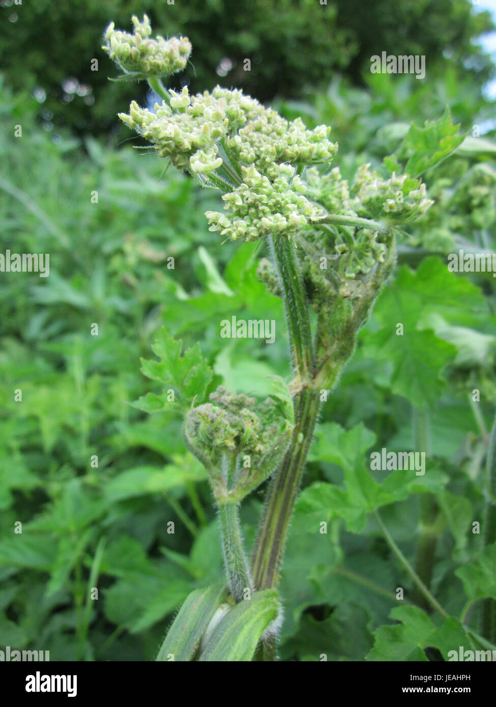 Baerenklau, allgemein bekannt als Hogweed, ist eine Pflanze, die in der Region Hockenheim vorkommt. Diese Art ist bekannt für ihre großen, schirmähnlichen Blüten und ihr Potenzial, Hautreizungen aufgrund ihres safts zu verursachen. Stockfoto