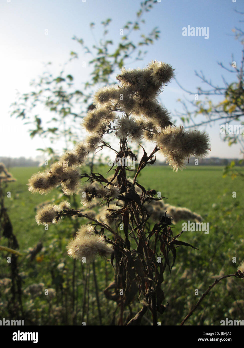 Solidago canadensis, auch bekannt als Canada goldenrod, ist eine mehrjährige Pflanzenart, die in Nordamerika beheimatet ist. Sie produziert im Spätsommer und Herbst hellgelbe Blüten und zieht Bestäuber wie Bienen und Schmetterlinge an. Stockfoto