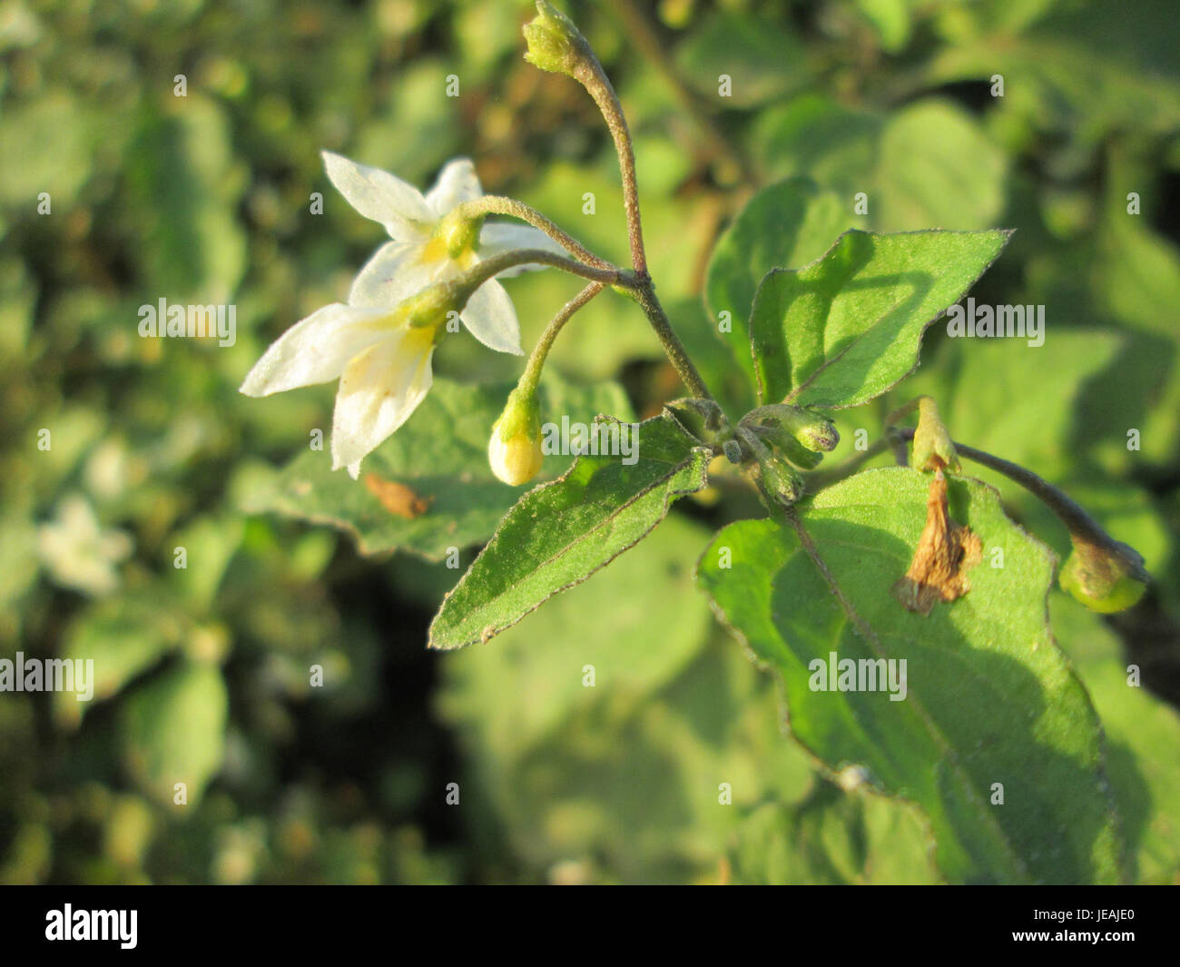 Solanum nigrum, auch bekannt als schwarzer Nachtschatten, ist eine Pflanzenart aus der Familie der Solanaceae. Sie kommt häufig in gemäßigten und tropischen Regionen vor, mit kleinen runden schwarzen Beeren und weißen Blüten, die oft in gestörten Böden wachsen. Stockfoto