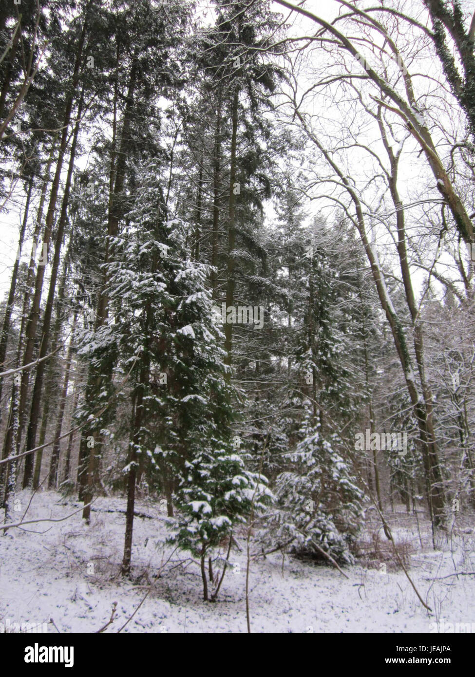 Das Foto zeigt die Gegend unter Lusshart, aufgenommen am 17. Januar 2013. Das Bild fängt die ruhige Vorstadtumgebung ein und unterstreicht die ruhige Atmosphäre und die von Bäumen gesäumten Straßen des Wohnviertels, die ein Gefühl der Ruhe in einer urbanen Umgebung vermitteln. Stockfoto