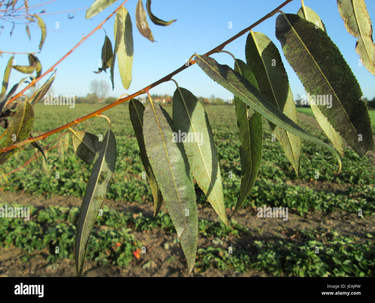Salix alba, auch bekannt als weiße Weide, ist eine in Europa und Asien heimische Baumart. Bekannt für seine charakteristischen langen, schlanken Blätter und die Fähigkeit, in der Nähe von Wasser zu wachsen, spielt es eine Schlüsselrolle bei der Verhinderung der Bodenerosion entlang der Flüsse. Stockfoto