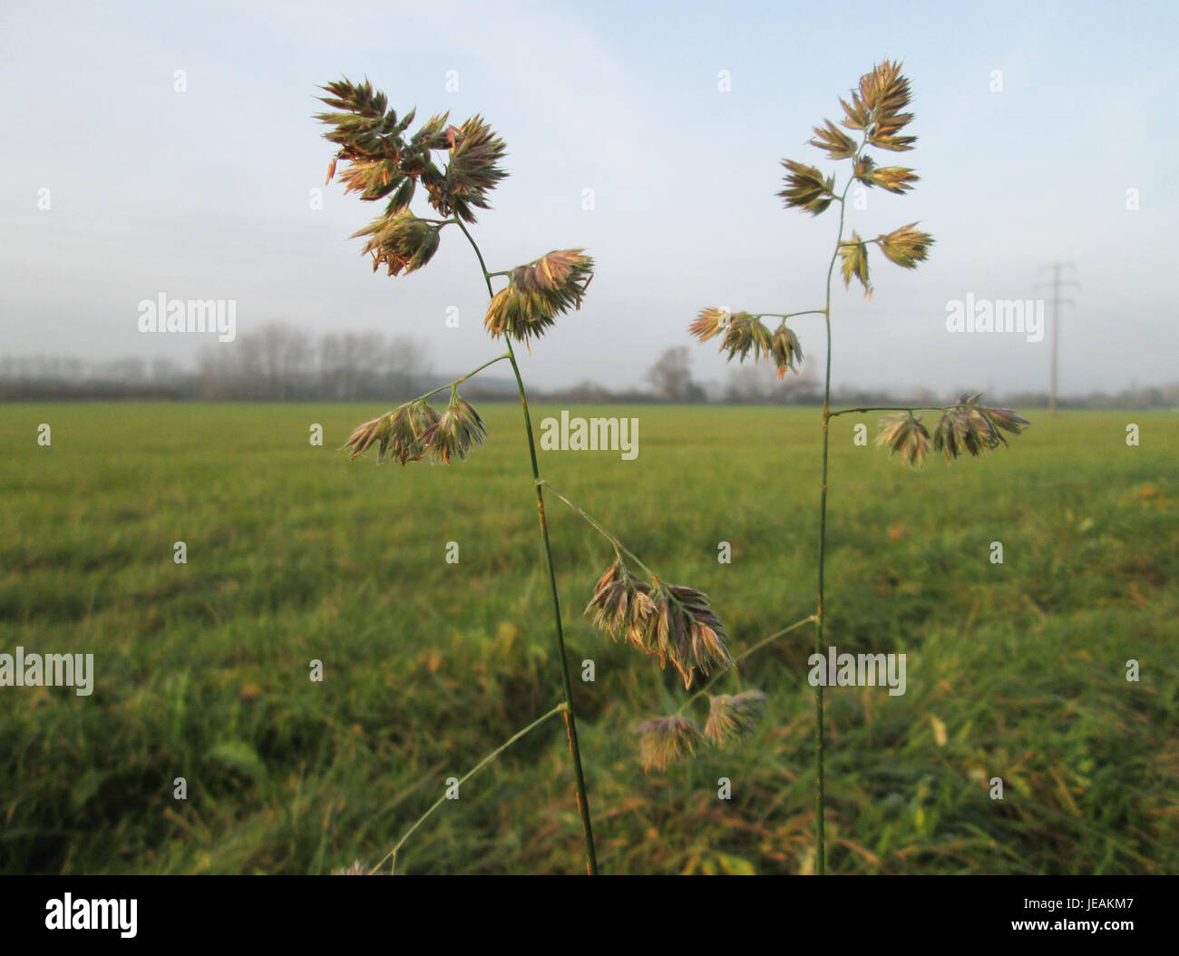 Dactylis glomerata, auch bekannt als Streuobstgras, ist eine mehrjährige Grasart, die in Europa und Asien beheimatet ist. Es wird häufig als Viehfutter verwendet und findet sich auf Wiesen und Weiden. Es ist bekannt für sein schnelles Wachstum und seine Widerstandsfähigkeit in verschiedenen Klimazonen. Stockfoto
