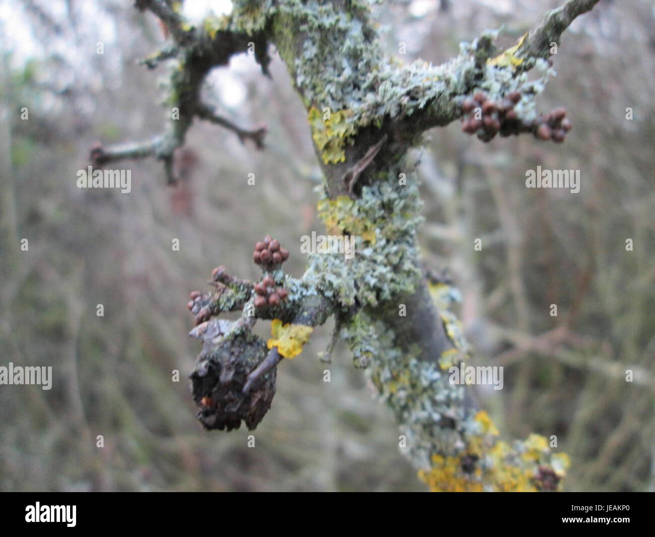 Prunus spinosa, allgemein bekannt als die Schlehe, ist ein kleiner Laubstrauch, der in Europa und Teilen Asiens vorkommt. Seine dunkelvioletten Früchte werden zur Herstellung von Getränken wie Sloe Gin verwendet, und die Pflanze wird wegen ihrer dornigen Zweige und Ziereigenschaften geschätzt. Stockfoto