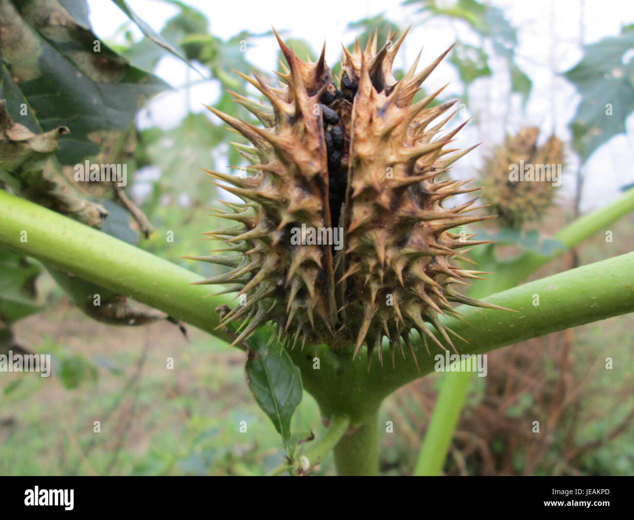 Dieses Bild zeigt Datura stramonium, allgemein bekannt als Jimsonweed oder Teufelstrompete. Es ist eine giftige Pflanze, die in verschiedenen Teilen der Welt vorkommt und an ihren charakteristischen, großen, trompetenförmigen Blüten erkannt wird. Die Pflanze ist bekannt für ihre möglichen medizinischen Eigenschaften, obwohl sie aufgrund ihrer giftigen Alkaloide gefährlich sein kann. Stockfoto