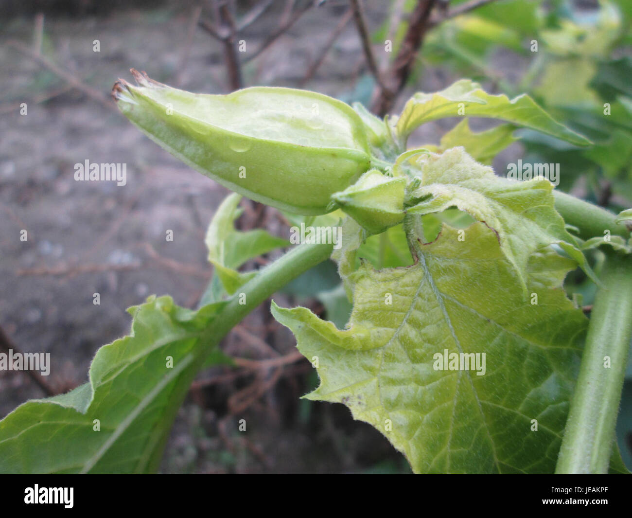Datura stramonium, auch bekannt als Jimsonweed, ist eine toxische Pflanzenart, die in vielen Teilen der Welt vorkommt. Die Pflanze ist bekannt für ihre halluzinogenen Eigenschaften und ihre gefährlichen Wirkungen beim Verzehr. Stockfoto