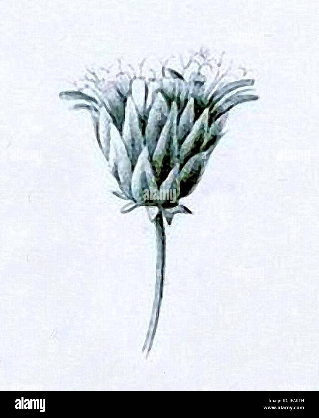 Ein gedrucktes Stück mit dem Titel „Decaine pl. 9-002a", das Teil einer Sammlung von Werken ist, die möglicherweise mit botanischen oder geografischen Studien zusammenhängen. Stockfoto