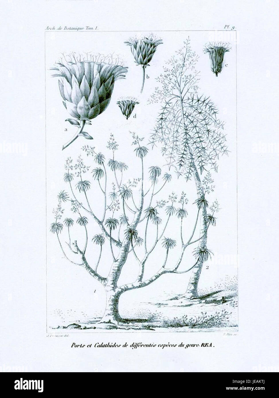 Diese Abbildung zeigt eine Seite aus „Decaine pl. 9,' ein botanischer Text, der eine detaillierte Darstellung einer Pflanzenart enthält. Das Bild zeigt das komplizierte Design und die Klassifizierung von Pflanzen, was zur botanischen Untersuchung und Identifizierung von Pflanzen beiträgt. Stockfoto