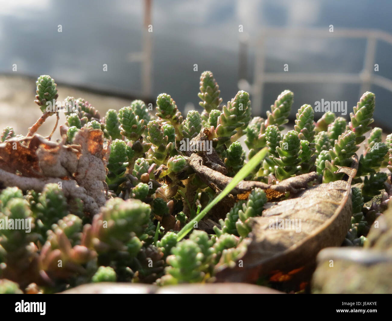 Sedum acre, auch bekannt als Goldmoosstonecrop, ist eine saftige Pflanze mit kleinen gelben Blüten, die häufig in felsigen oder trockenen Gebieten vorkommt. Stockfoto