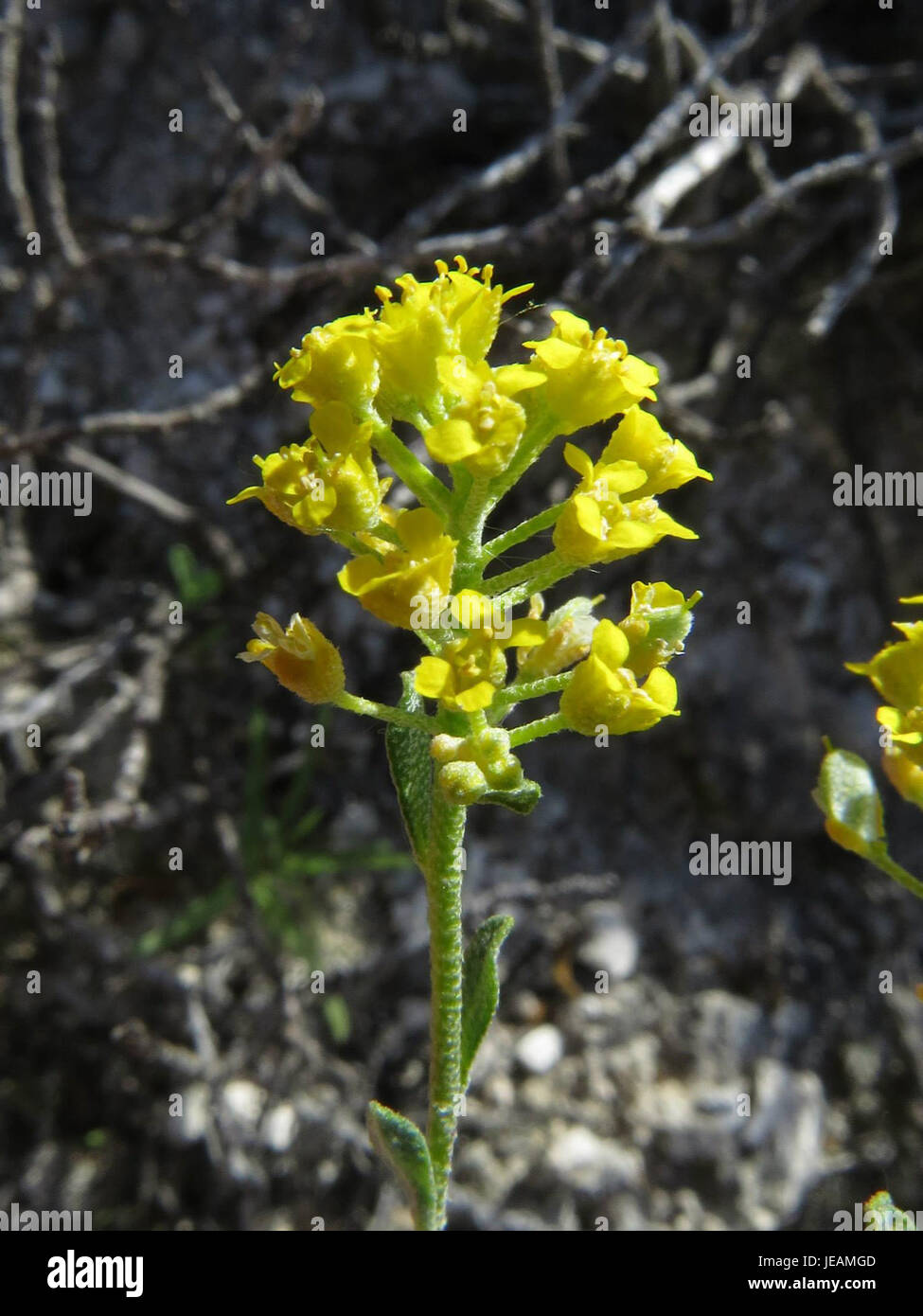 Das Bild zeigt Alyssum serpyllifolium, eine blühende Pflanze aus der Senffamilie. Diese in Europa heimische Pflanze ist bekannt für ihre kleinen weißen oder violetten Blüten und ihre Fähigkeit, in felsigen und trockenen Umgebungen zu gedeihen. Stockfoto