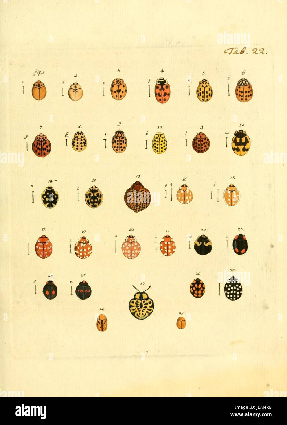 Dieses Bild aus dem Archiv der Insectengeschichte zeigt eine Illustration aus dem entomologischen Archiv, die verschiedene Insektenarten und ihre historische Bedeutung für die wissenschaftliche Forschung dokumentiert. Stockfoto