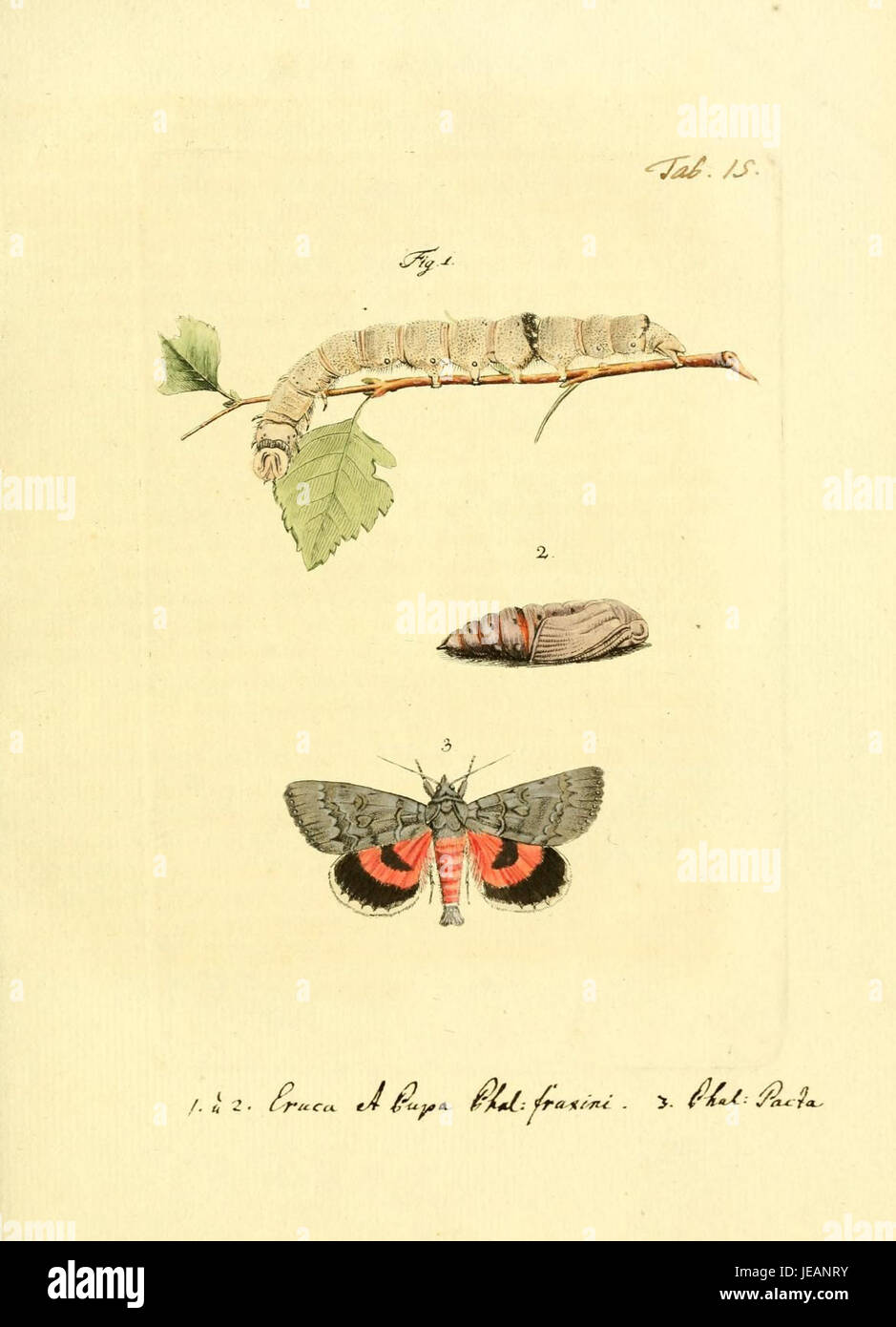 Das Archiv der Insectengeschichte ist ein historisches Archiv, das sich mit Tab der Insektengeschichte widmet. XV, die eine spezifische Illustration oder einen Eintrag zum wissenschaftlichen Verständnis von Insekten während ihrer Zeit darstellt. Stockfoto