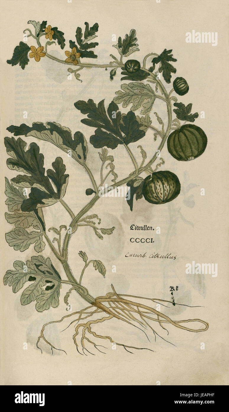 Dieser Holzschnitt „Citrullen“ von Hans Fuchs, der 1543 erstellt wurde, zeigt eine Szene mit Zitrusfrüchten und veranschaulicht das frühe botanische Wissen der Zeit. Stockfoto