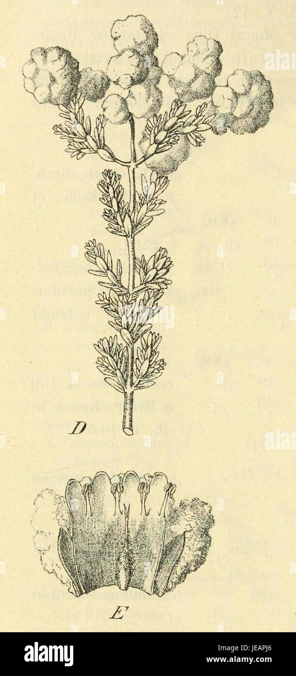 Dicrastylis corymbosa, früher als Dicrastylis stoechas klassifiziert, ist eine in Australien heimische Strauchart. Sie ist bekannt für ihre attraktiven Blüten und kommt häufig in den Küstenregionen des Kontinents vor. Die Pflanze gehört zur Familie der Lamiaceae und wird wegen ihrer ökologischen Rolle in lokalen Ökosystemen geschätzt. Die Art wurde taxonomisch überarbeitet, um ihre Klassifizierung zu präzisieren. Stockfoto