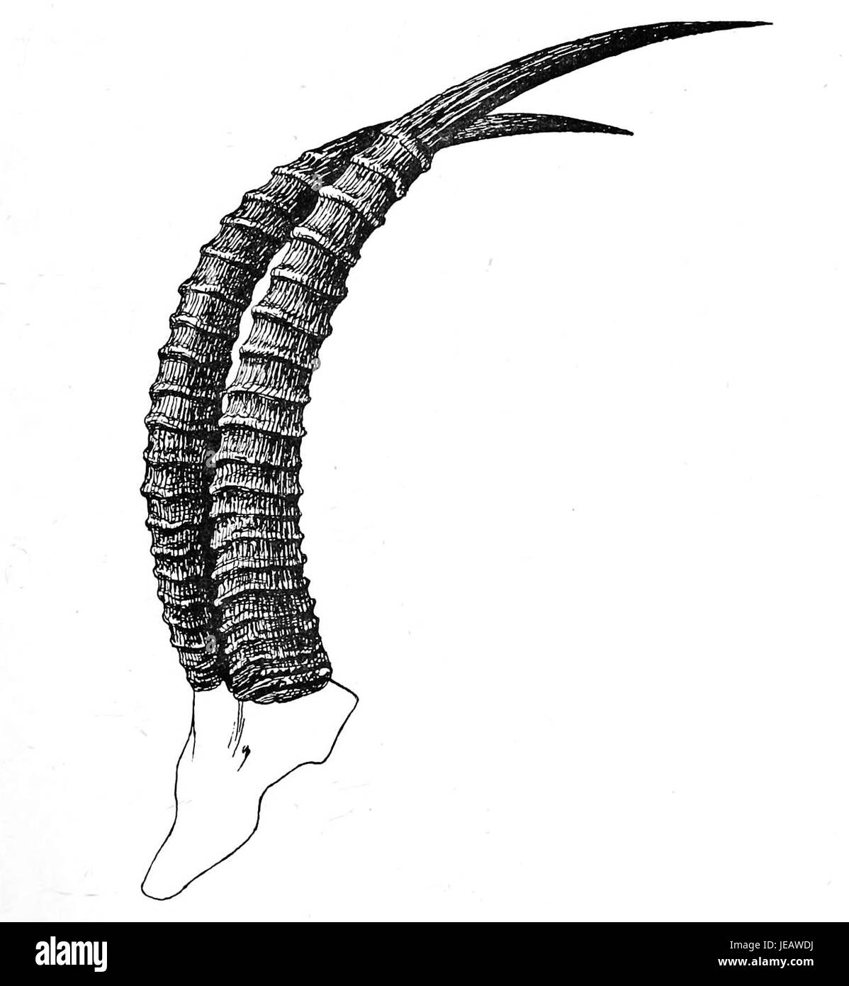 Bluebuck Hörner sind die charakteristischen Hörner des ausgestorbenen Bluebuck (Hippotragus leucophaeus), einer Antilopenart, die in Südafrika beheimatet ist. Bekannt für seine geraden und scharfen Hörner, war der Blaubock eines der ersten Säugetiere, die durch menschliche Aktivität zum Aussterben getrieben wurden. Stockfoto