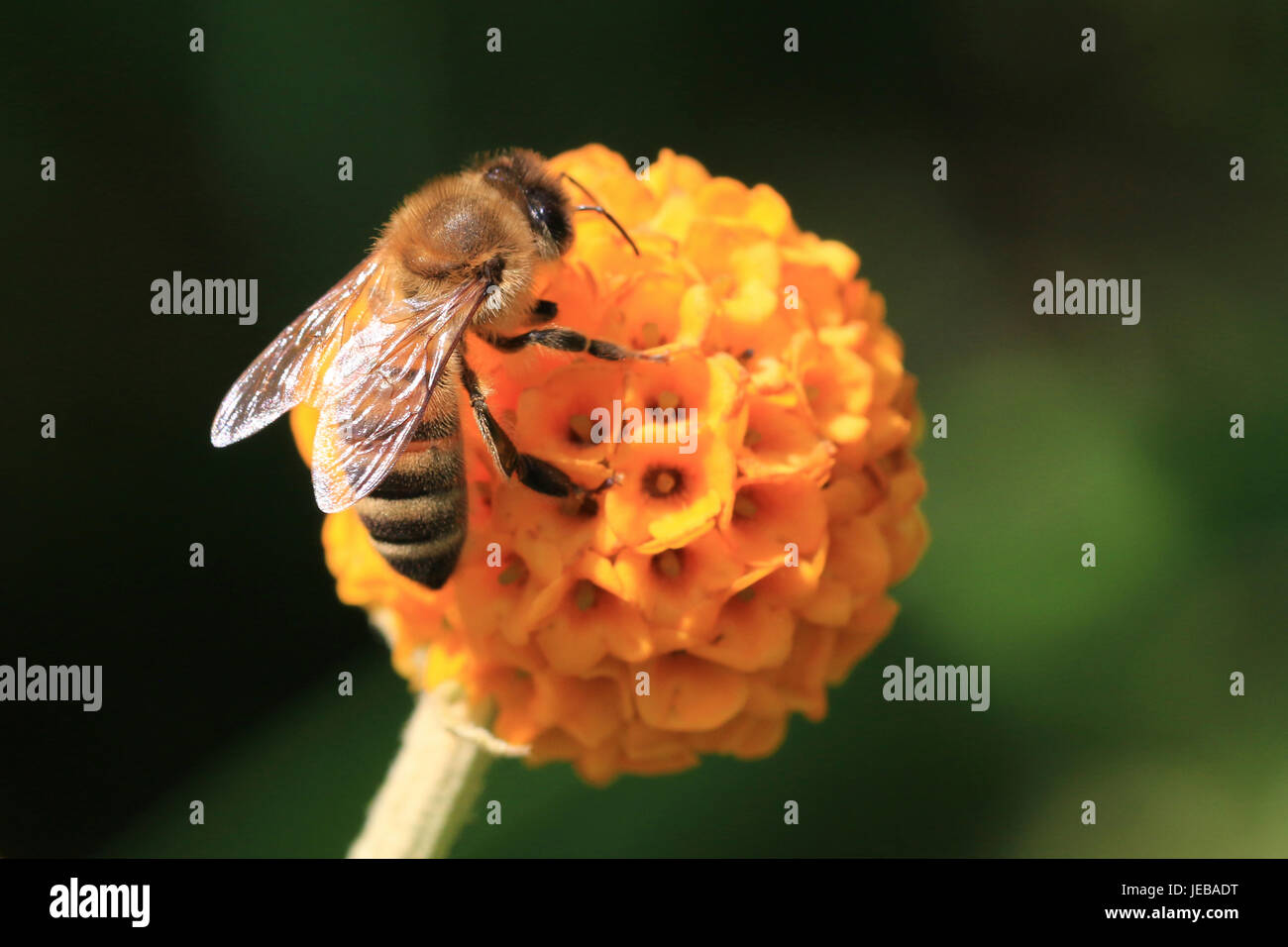 Biene auf Runde orange Blume der Buddleja globosa Stockfoto