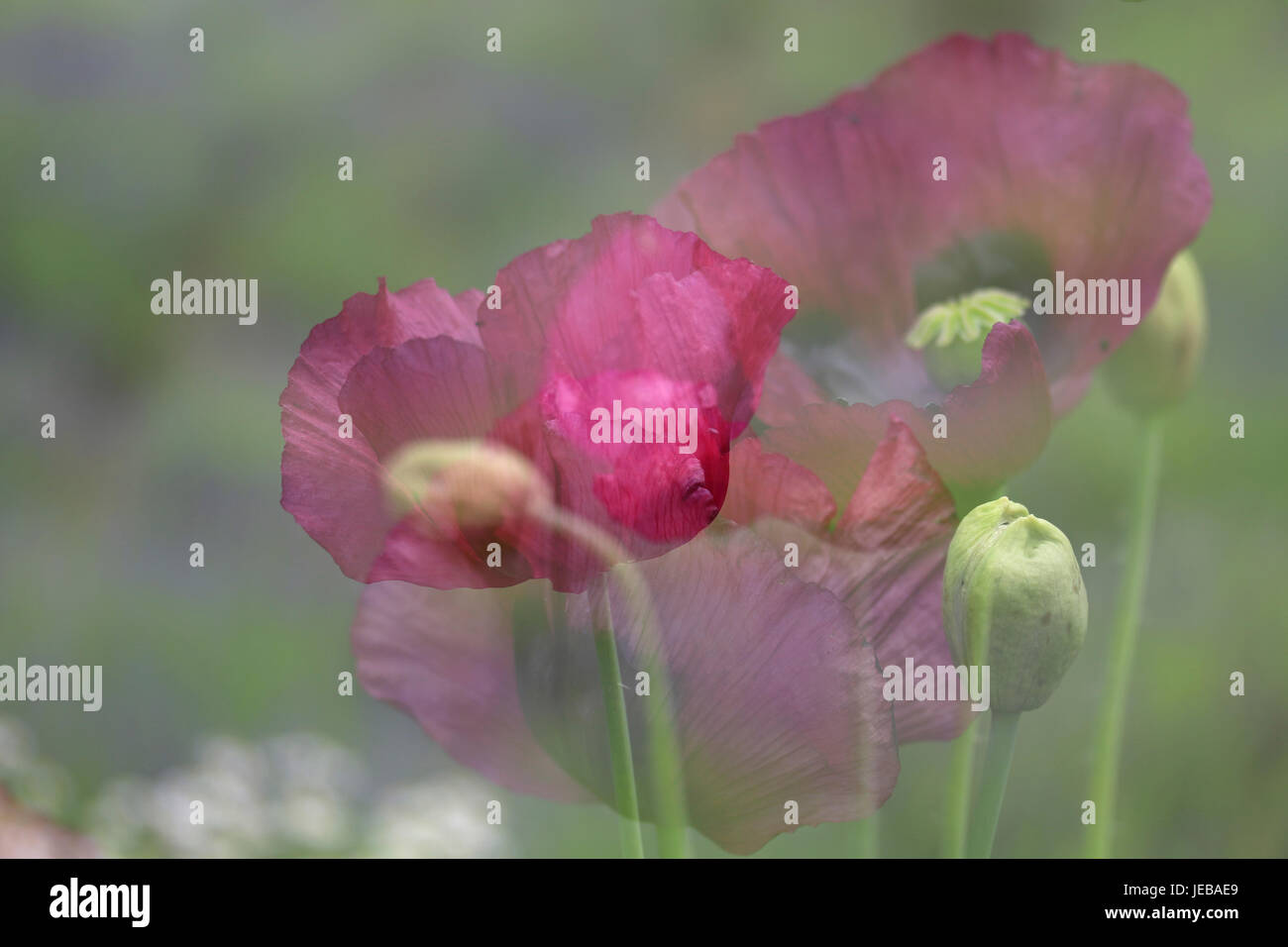 Mehrfachbelichtungen karminroten roten Mohn Blumen Stockfoto