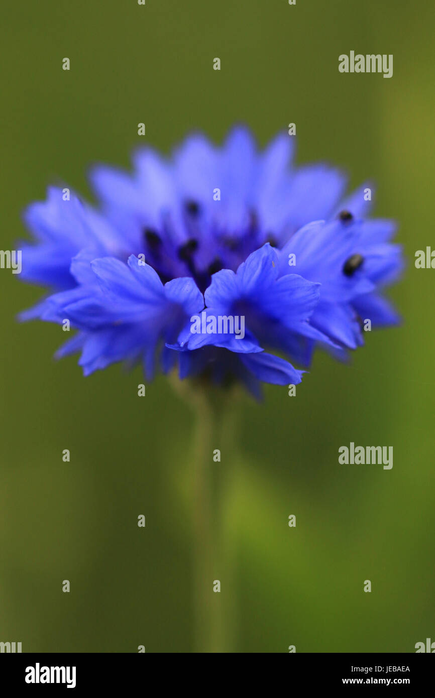 Einzelne blaue Kornblume Stockfoto